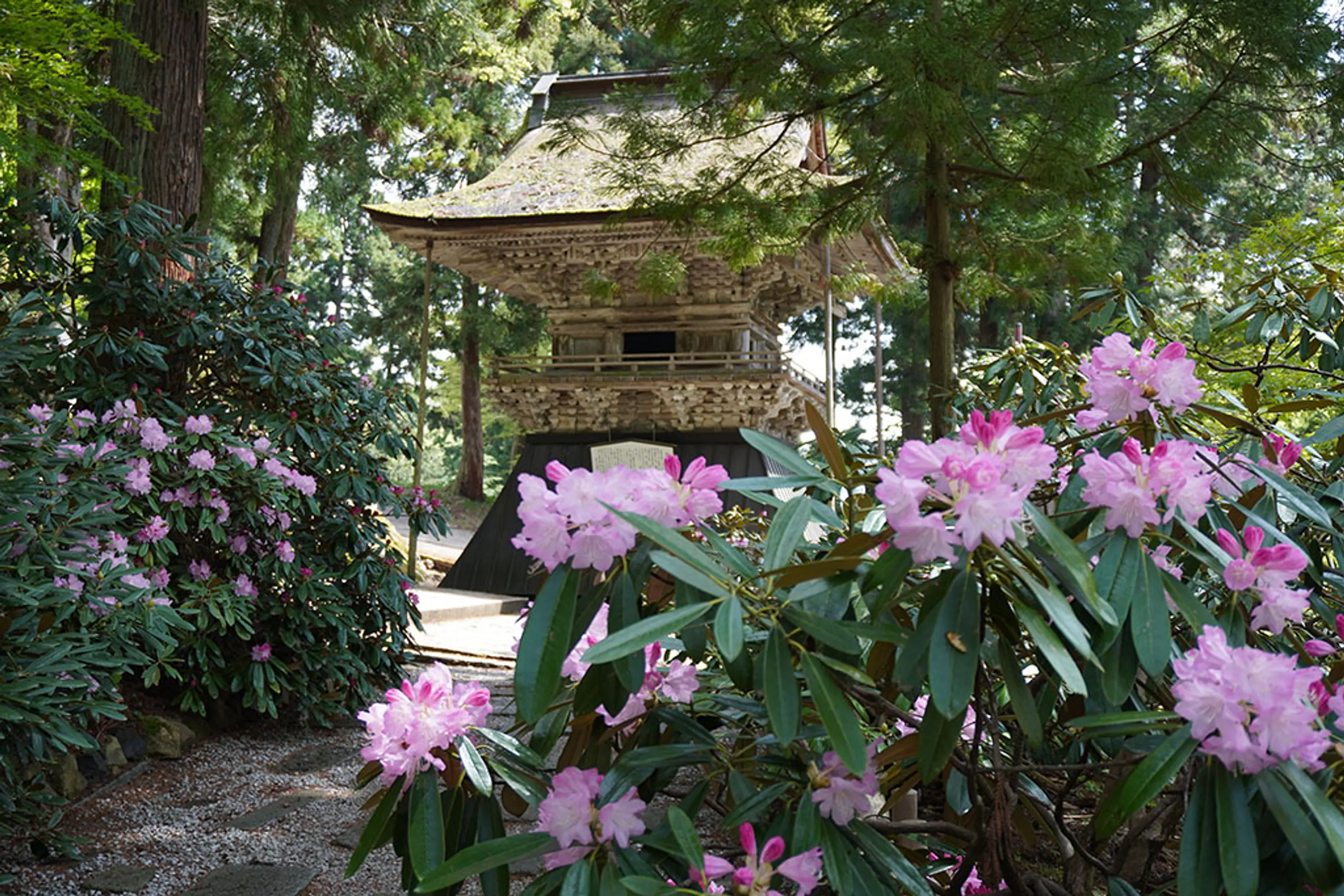 【成相寺】シャクナゲ
