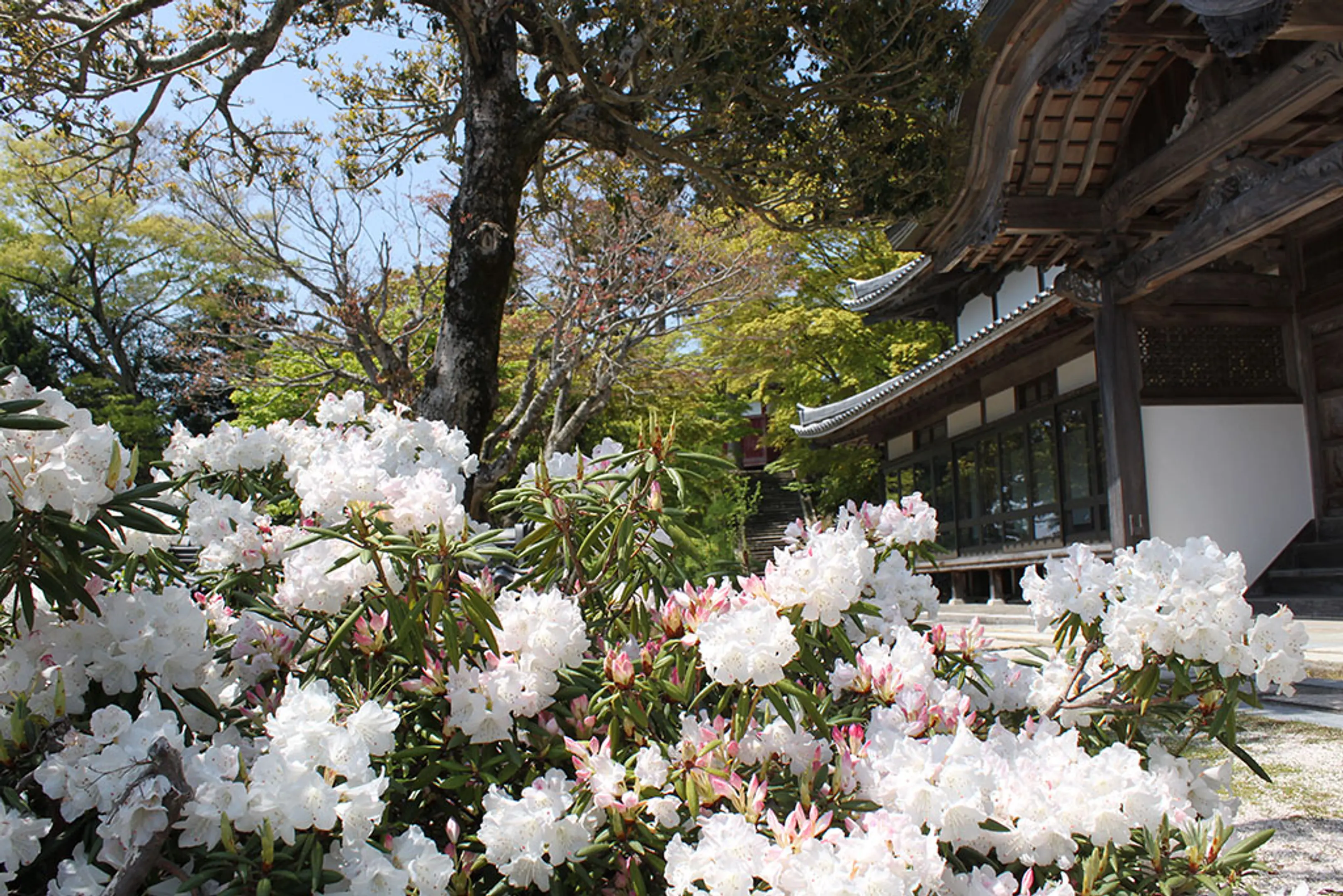 【成相寺】シャクナゲ
