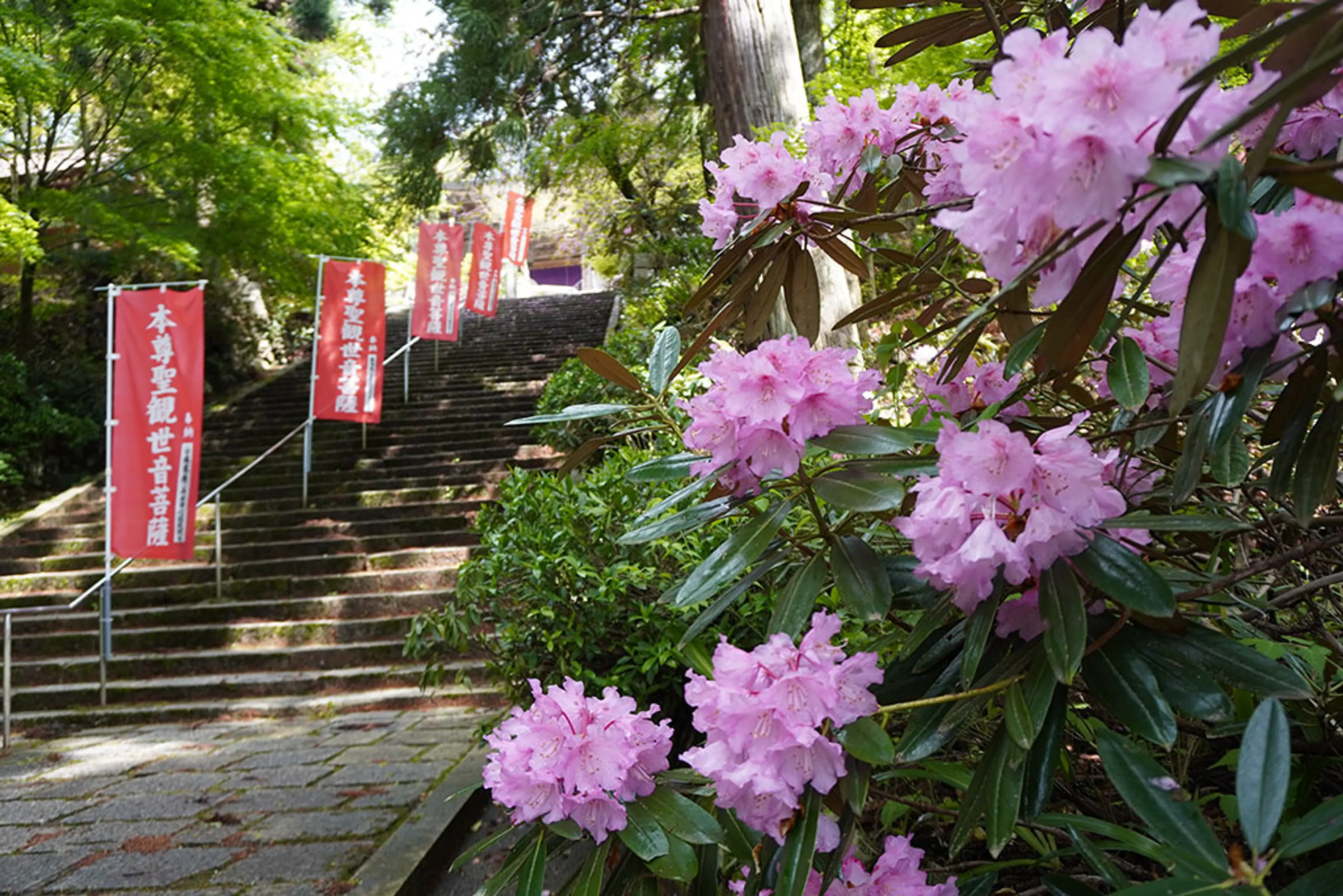 【成相寺】シャクナゲ
