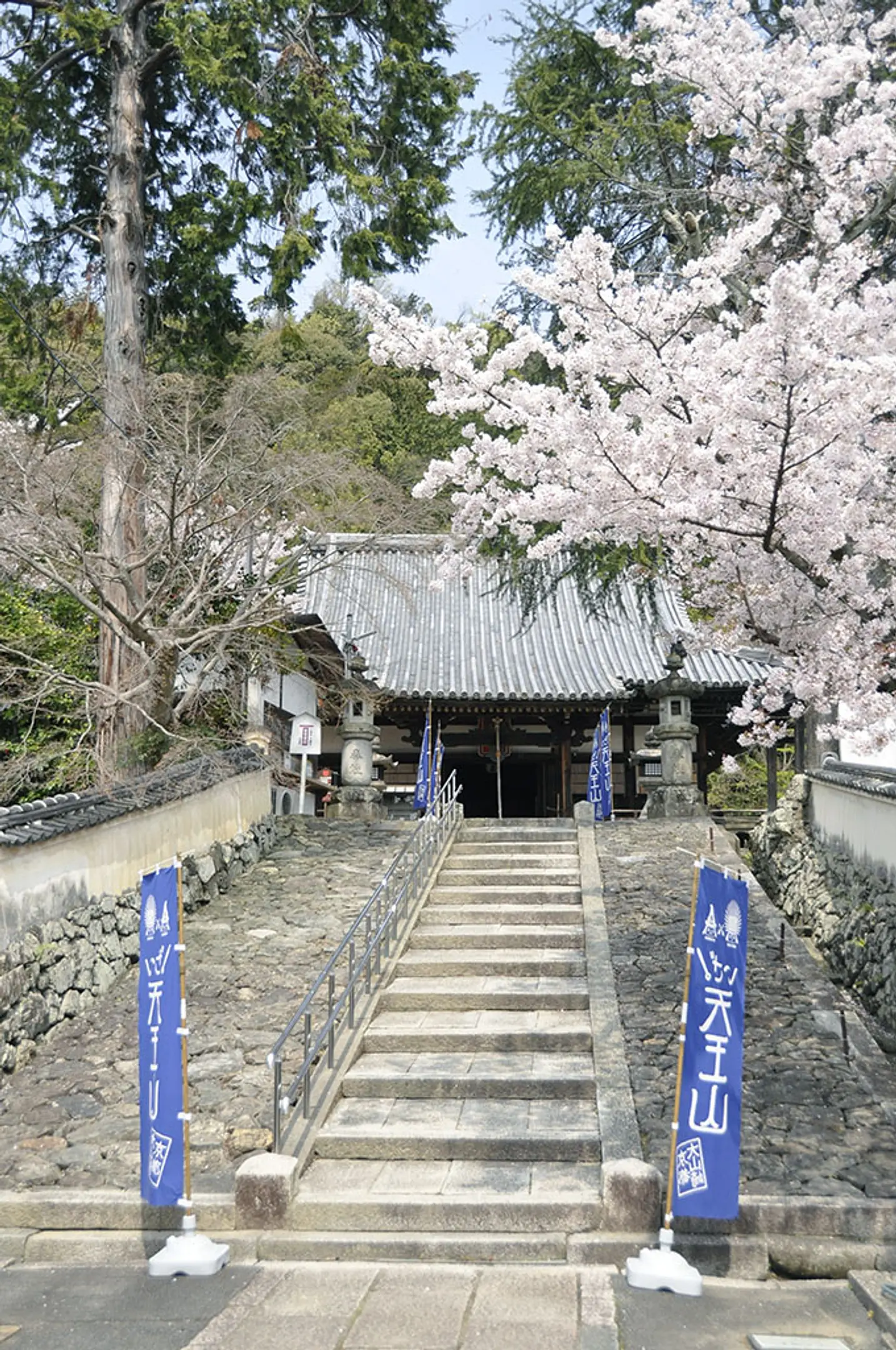 宝積寺（宝寺）】桜 | イベント一覧 | 京都府観光連盟公式サイト