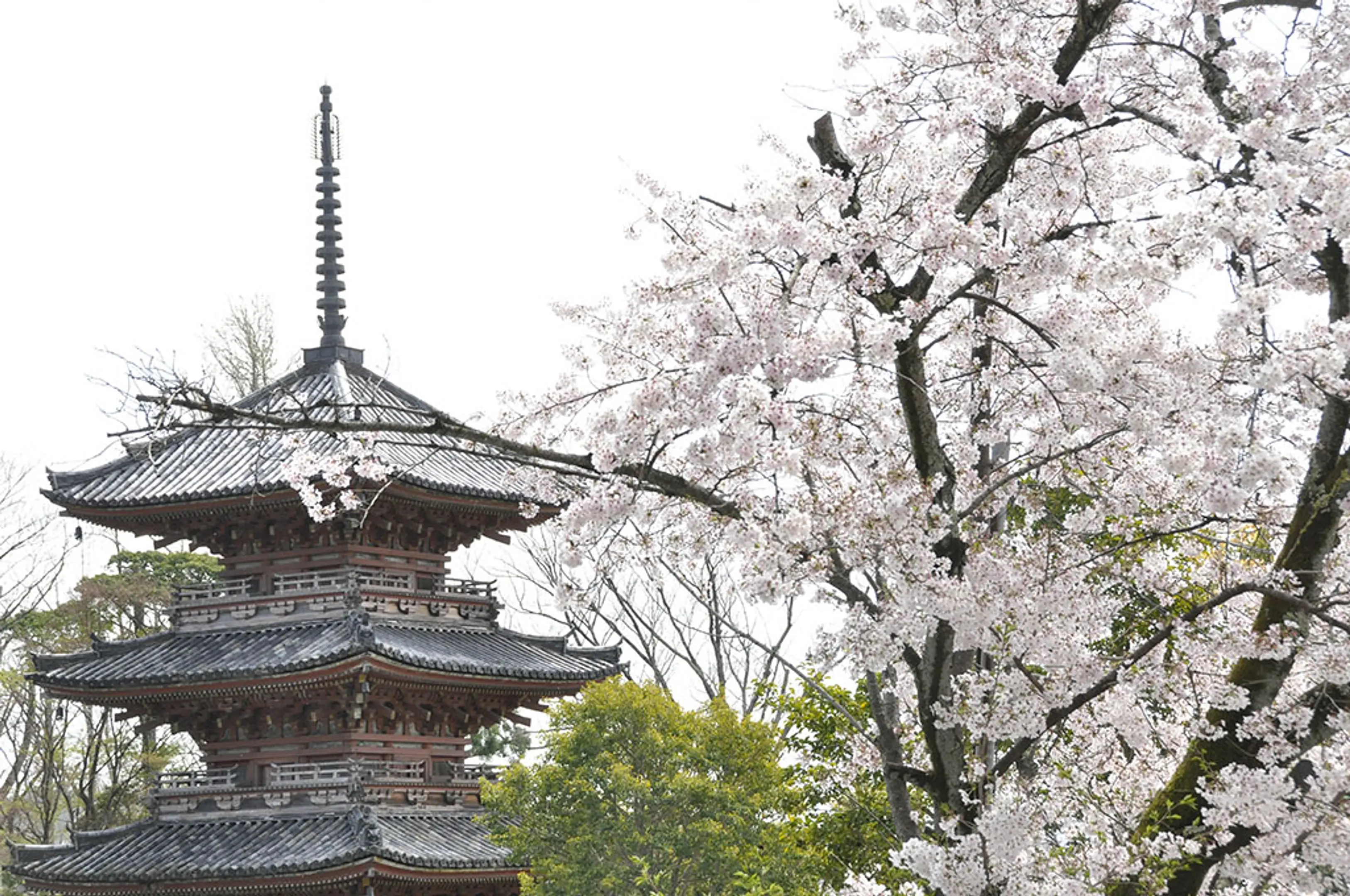 宝積寺（宝寺）】桜 | イベント一覧 | 京都府観光連盟公式サイト