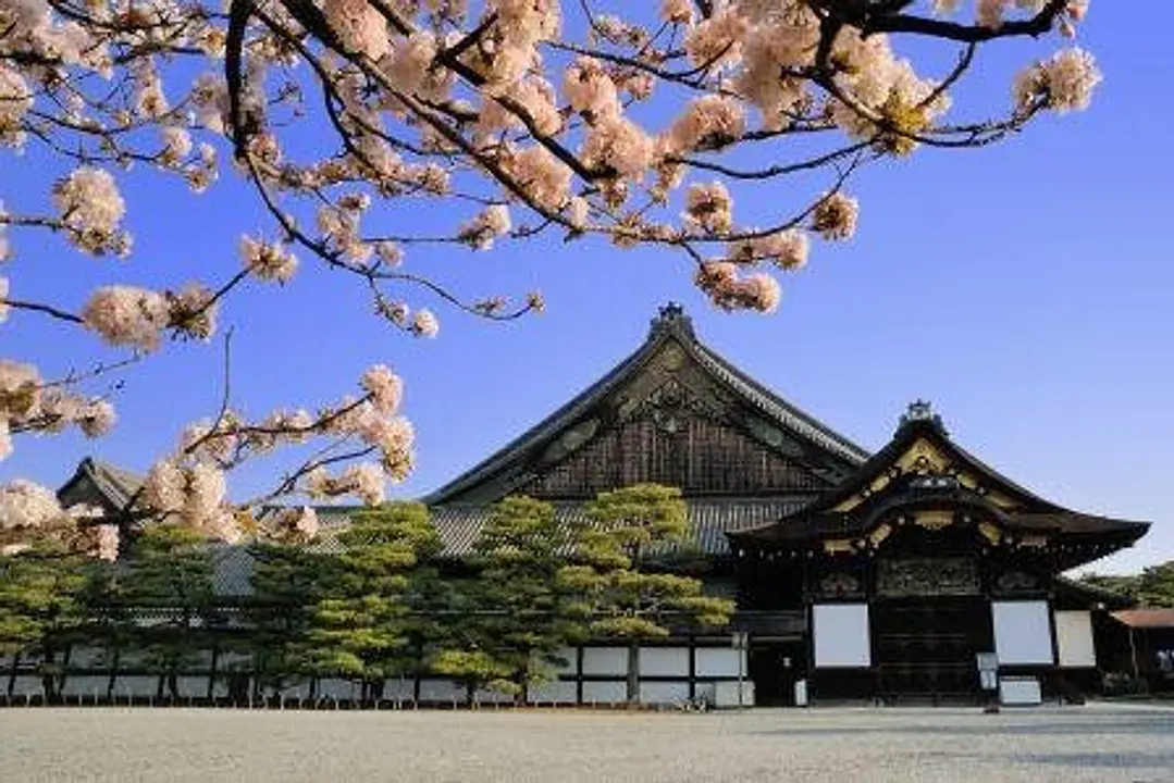 【元離宮二条城】桜