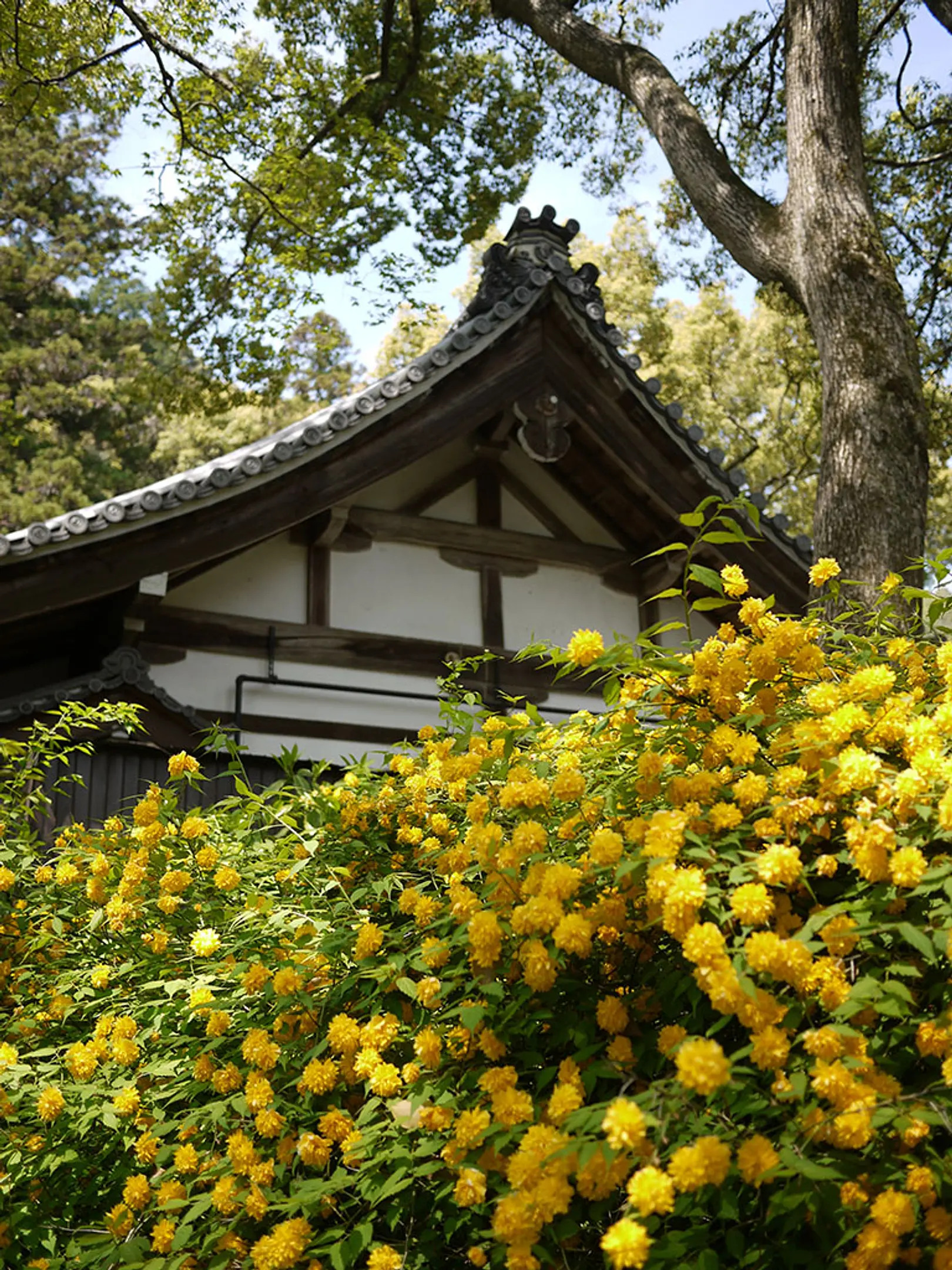 【松尾大社】山吹