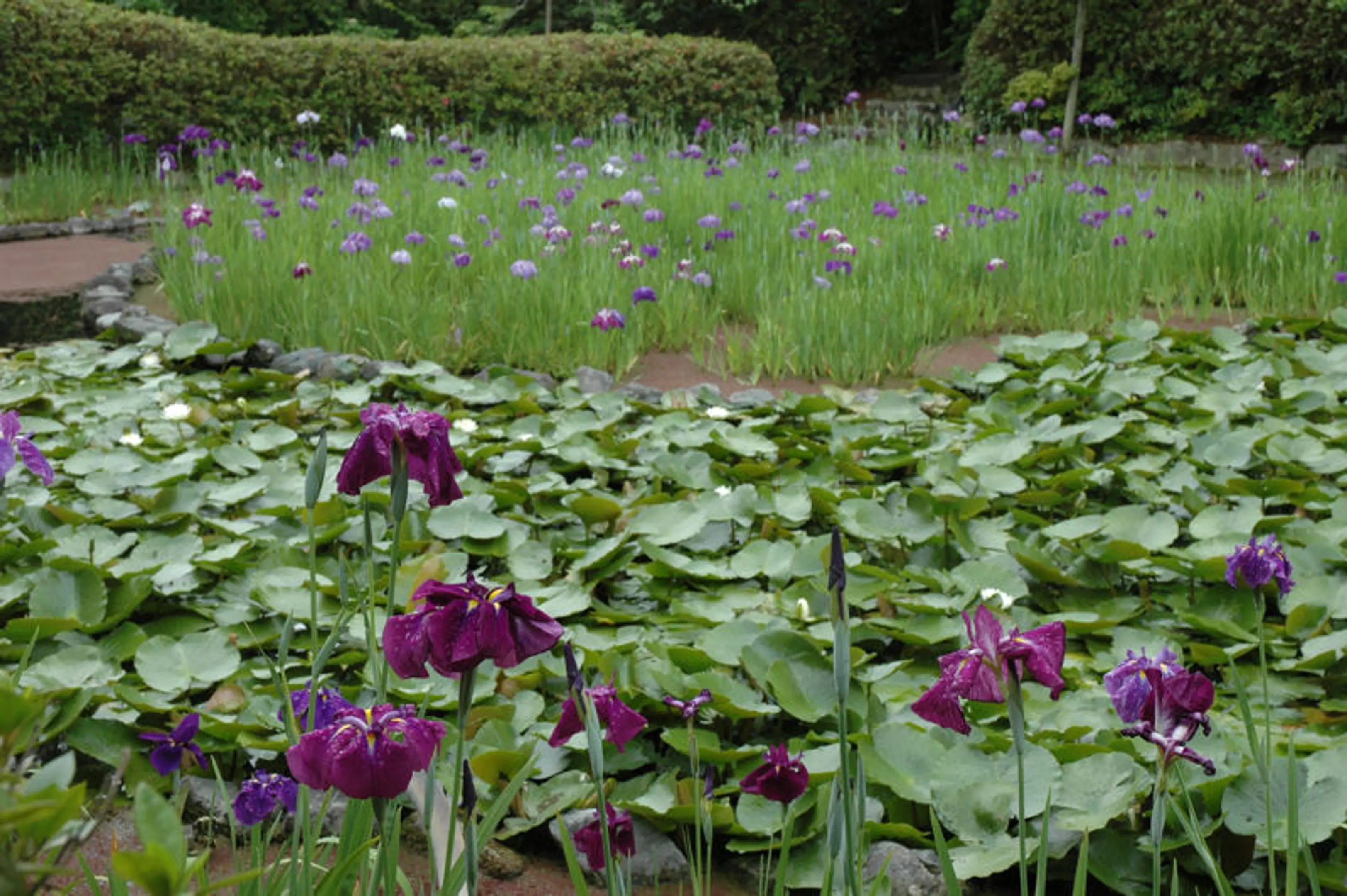 【梅宮大社】花しょうぶ