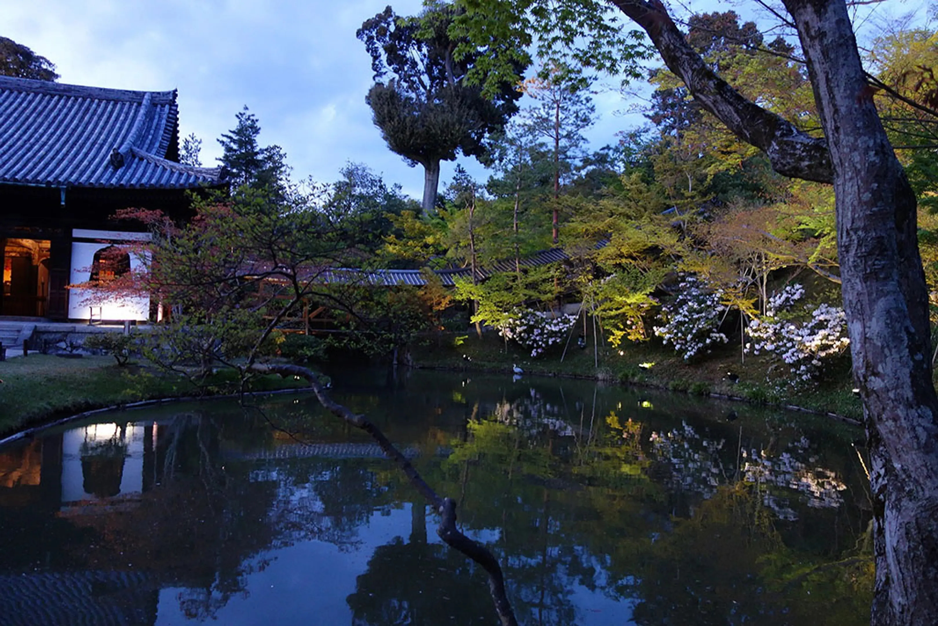 【高台寺】しゃくなげ