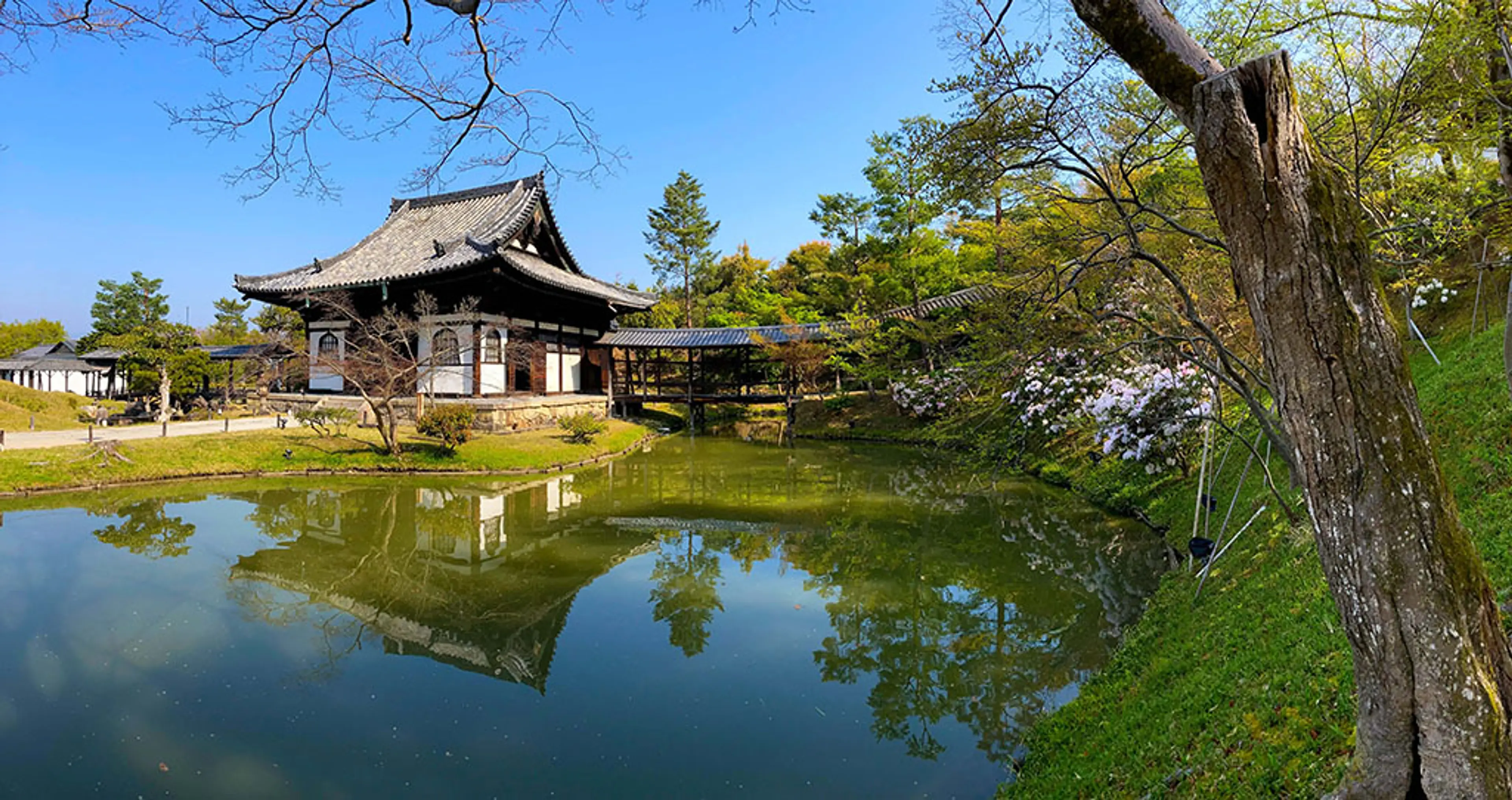 【高台寺】しゃくなげ