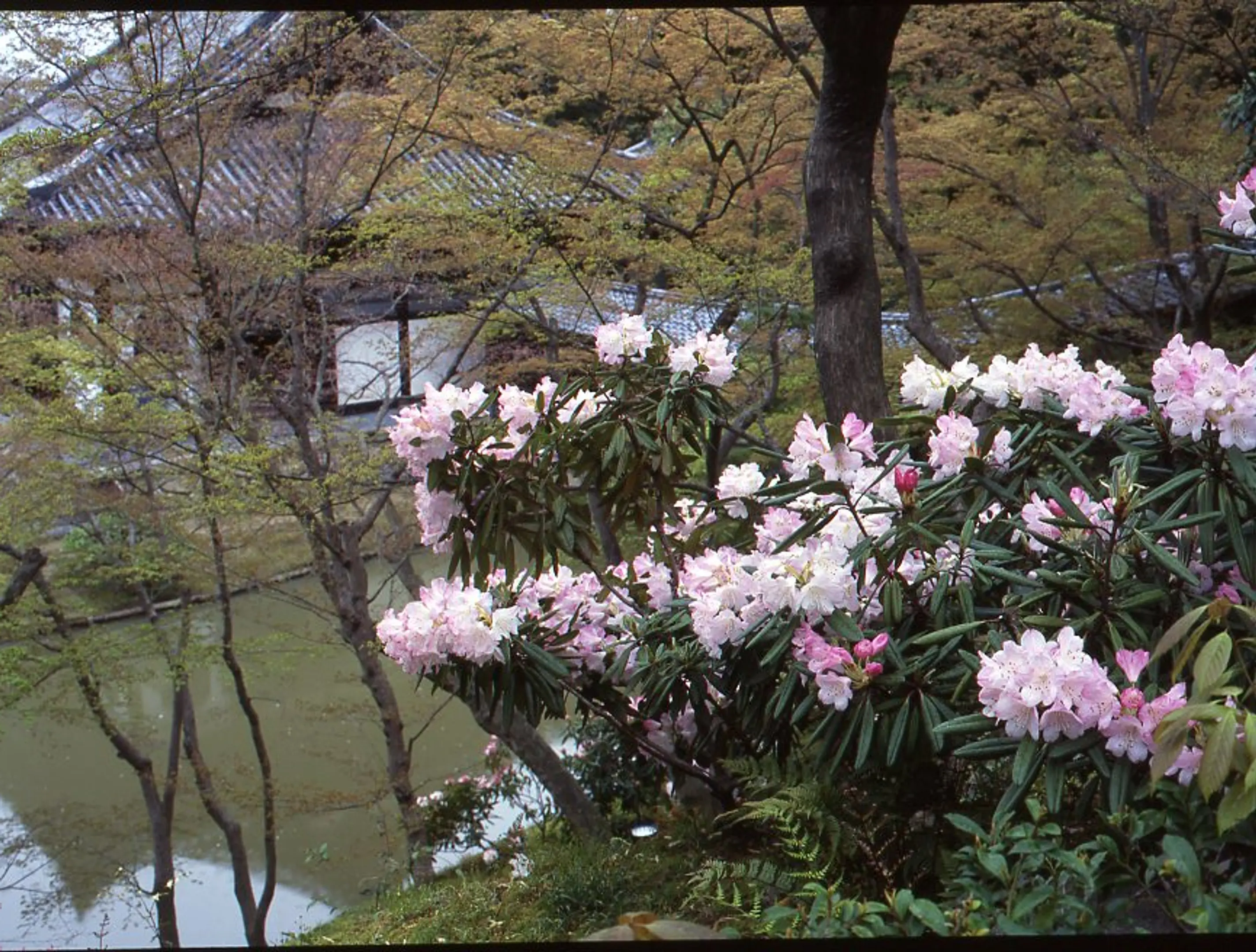 【高台寺】しゃくなげ