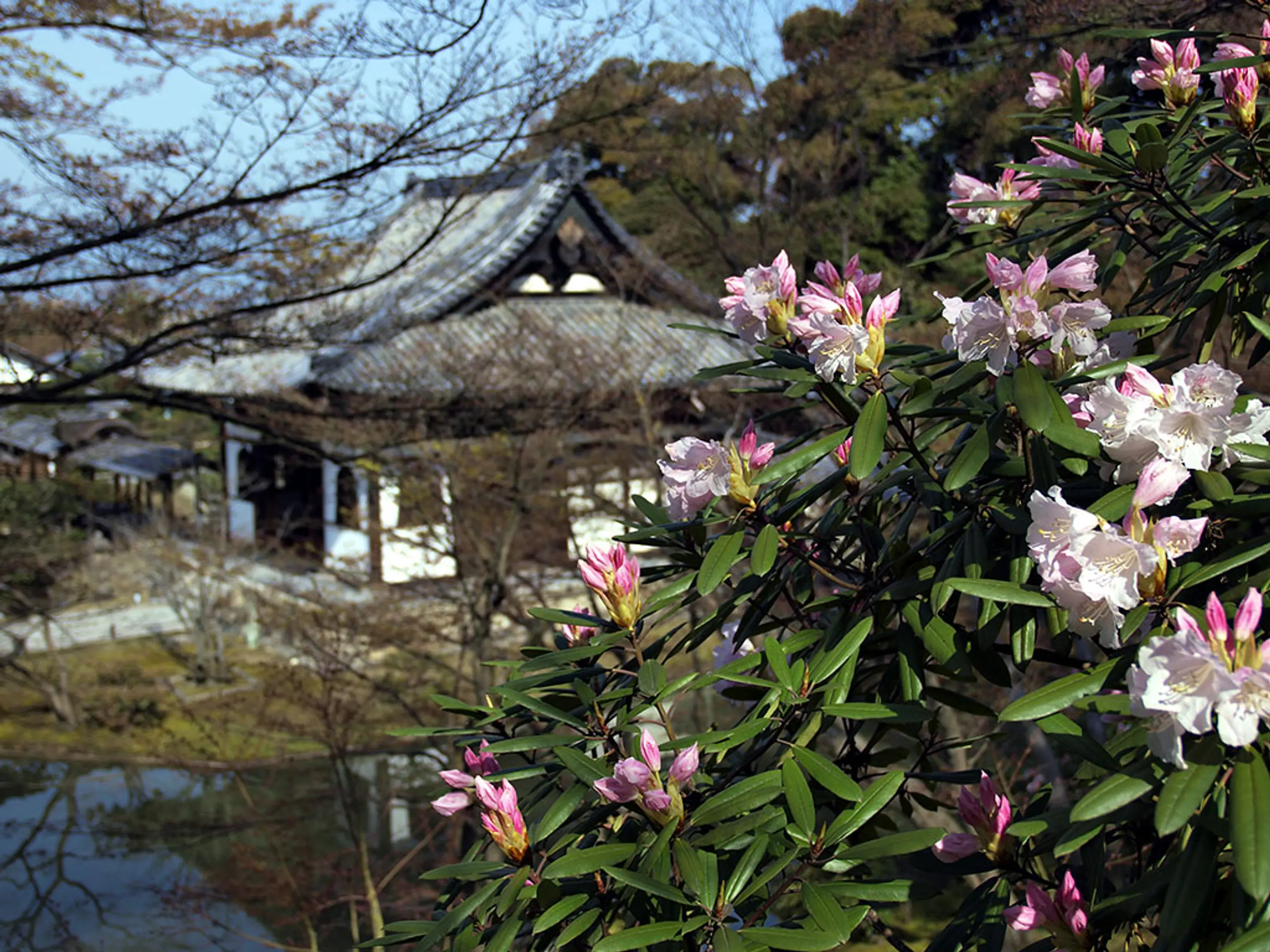 【高台寺】しゃくなげ