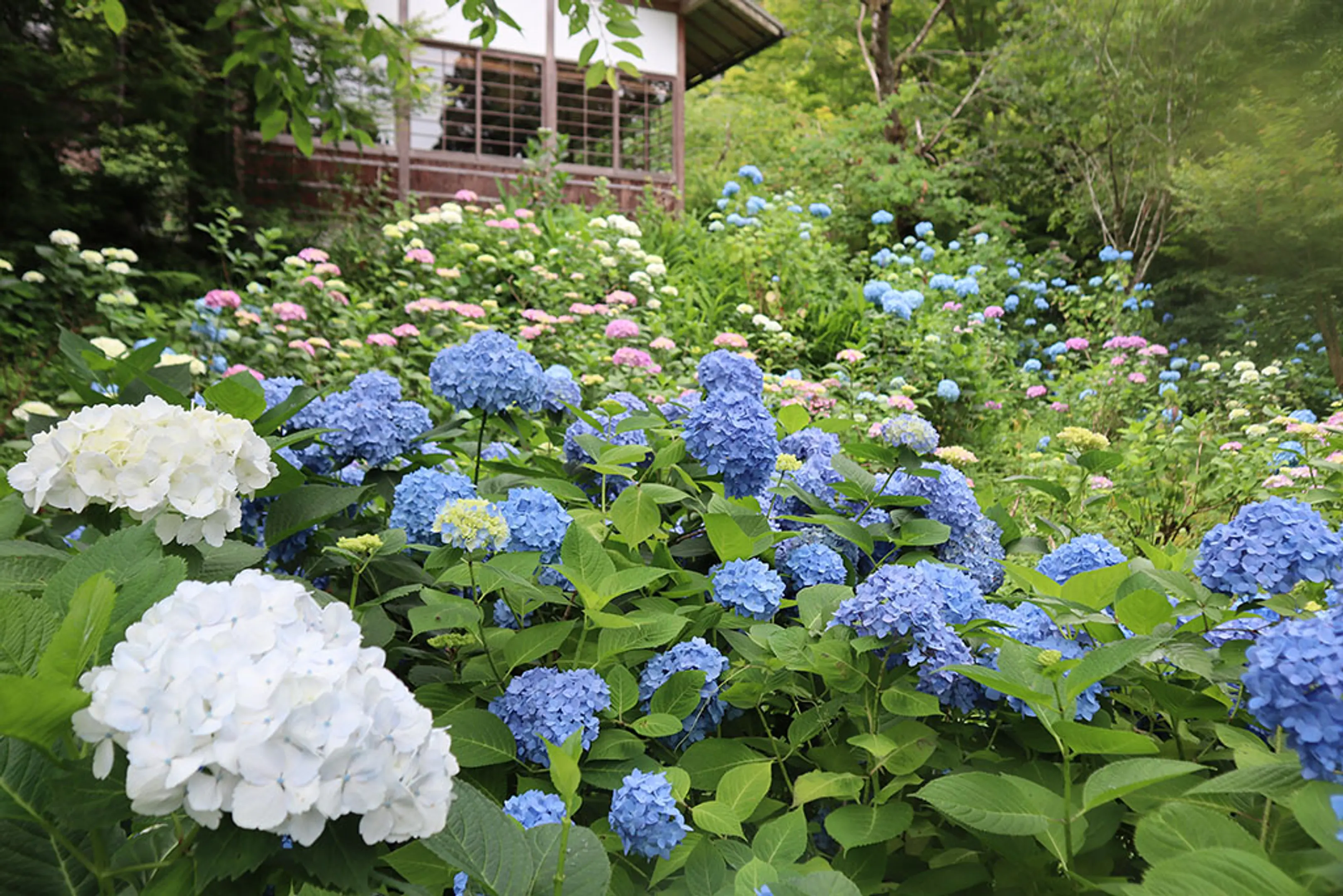 【三千院】あじさい