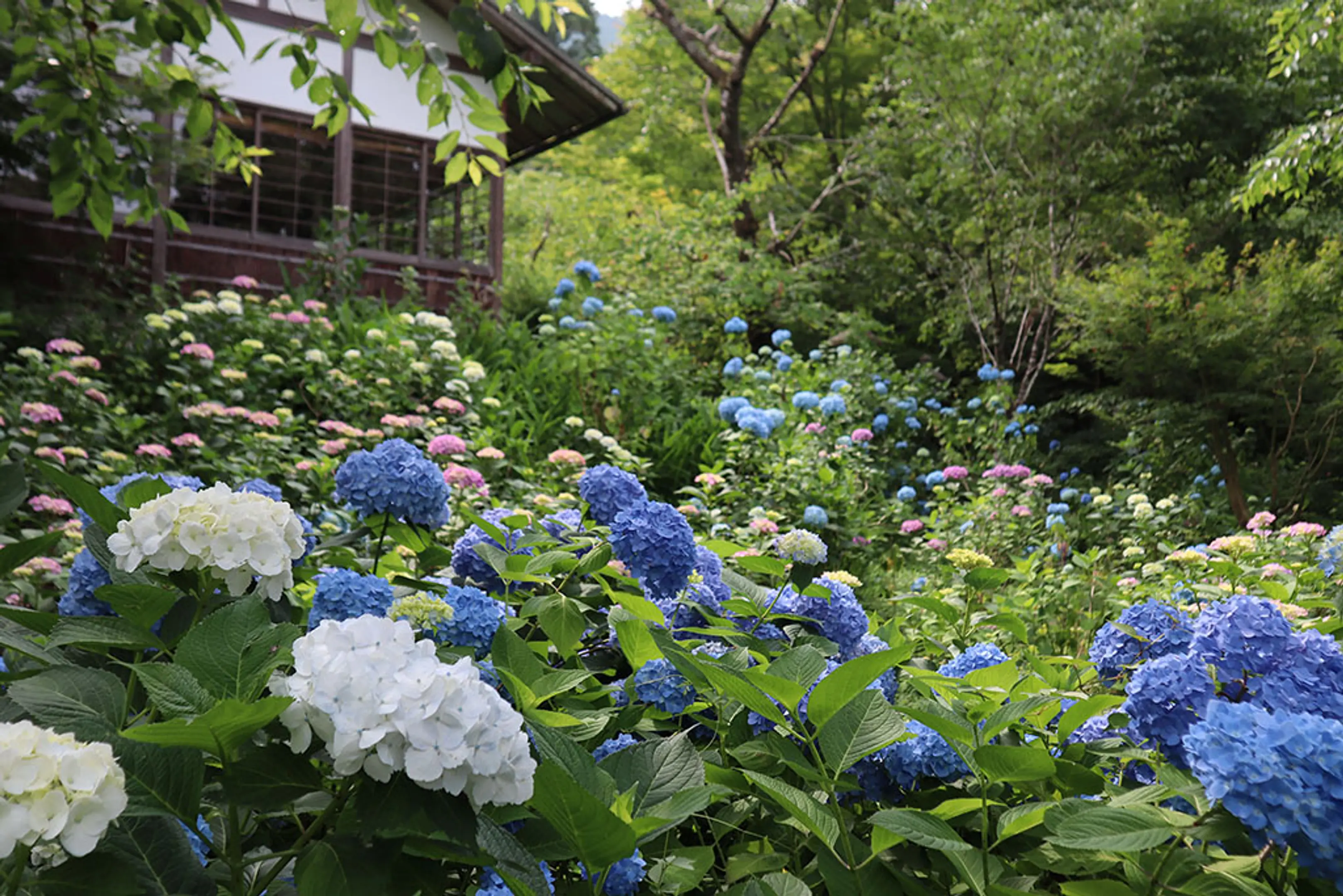 【三千院】あじさい