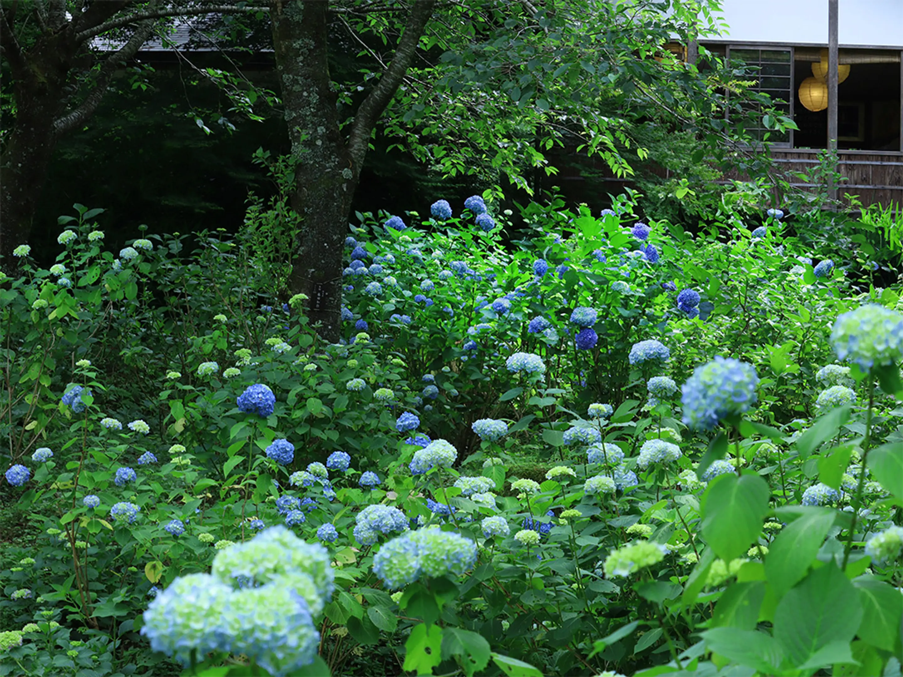 【三千院】あじさい