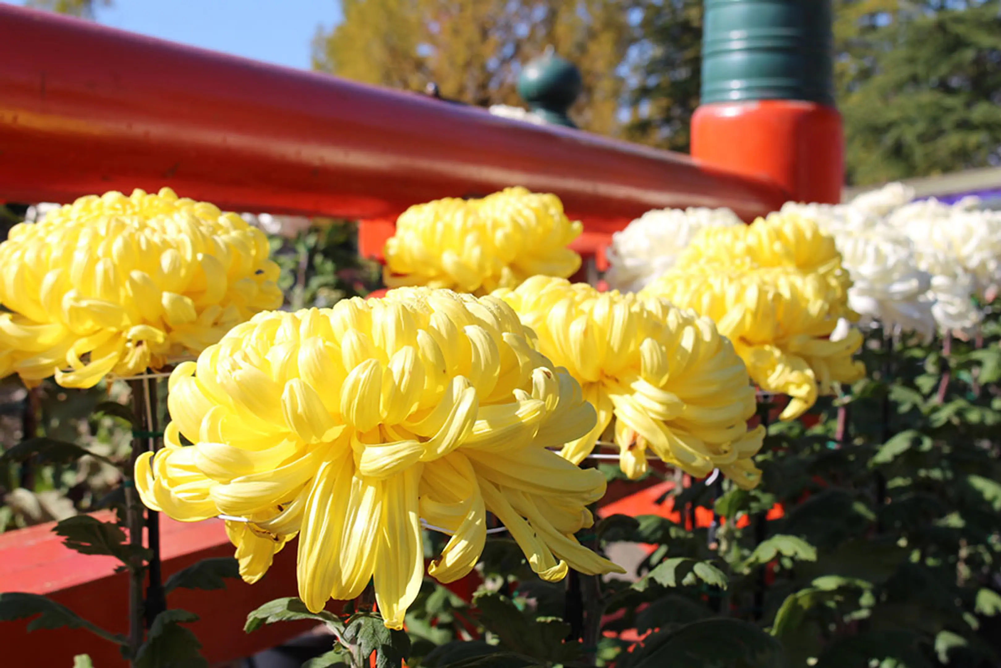 【京都府立丹波自然運動公園】菊