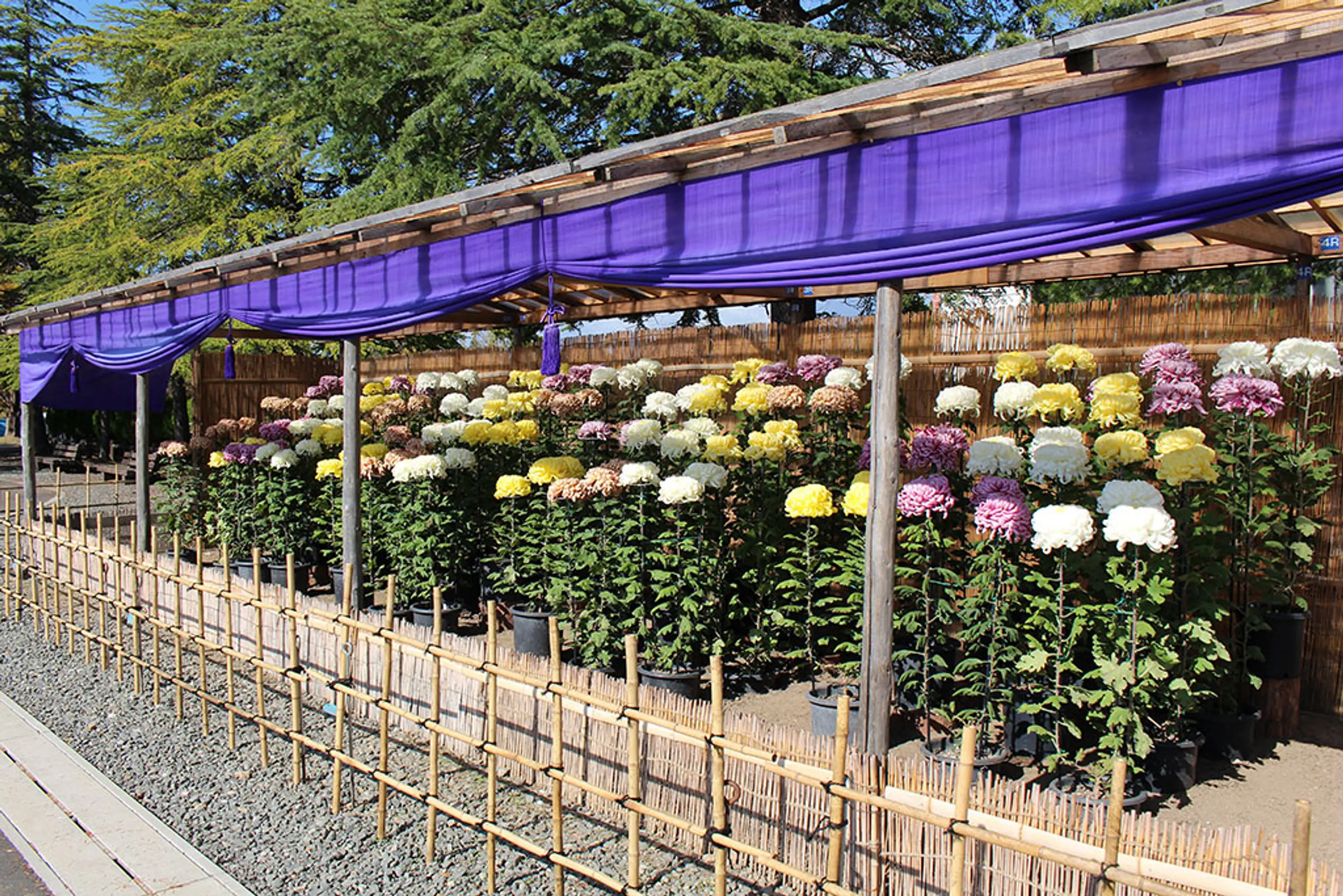 【京都府立丹波自然運動公園】菊