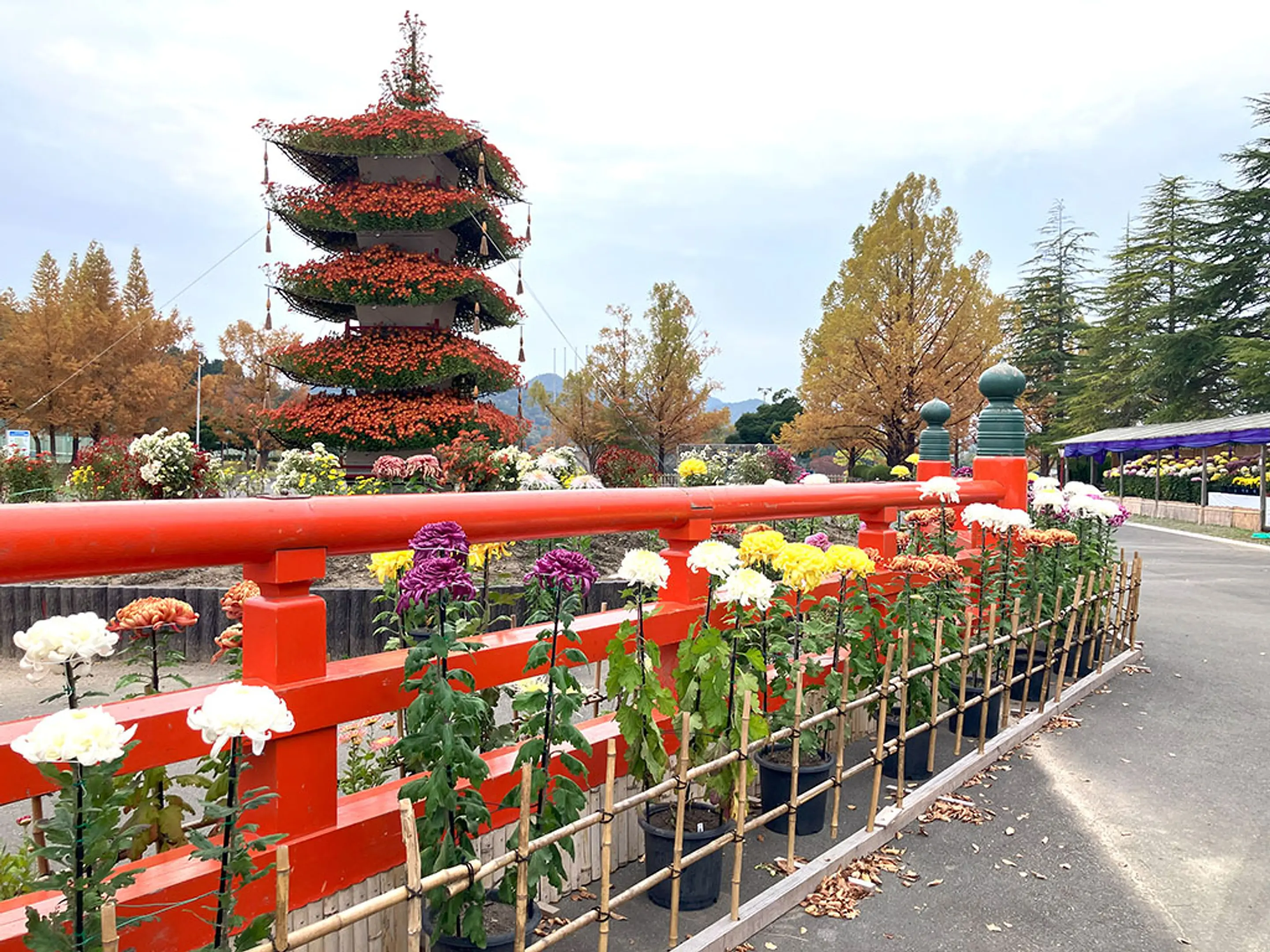 【京都府立丹波自然運動公園】菊