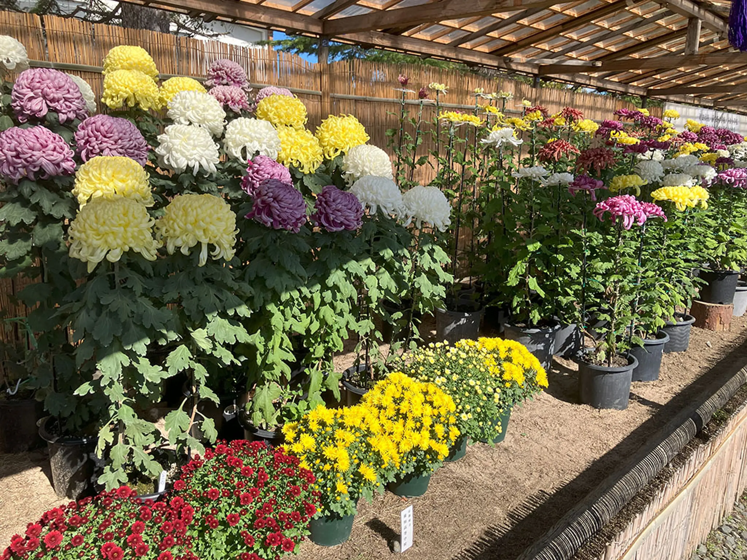 【京都府立丹波自然運動公園】菊