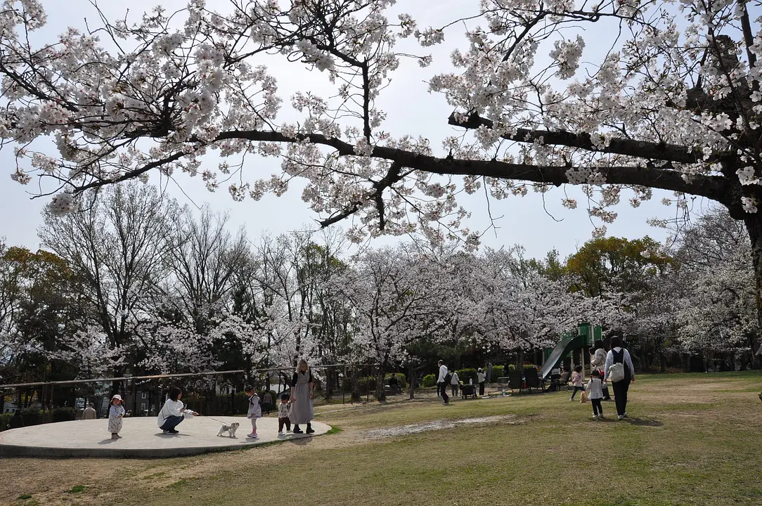 松花堂庭園】紅葉 | イベント一覧 | 京都府観光連盟公式サイト
