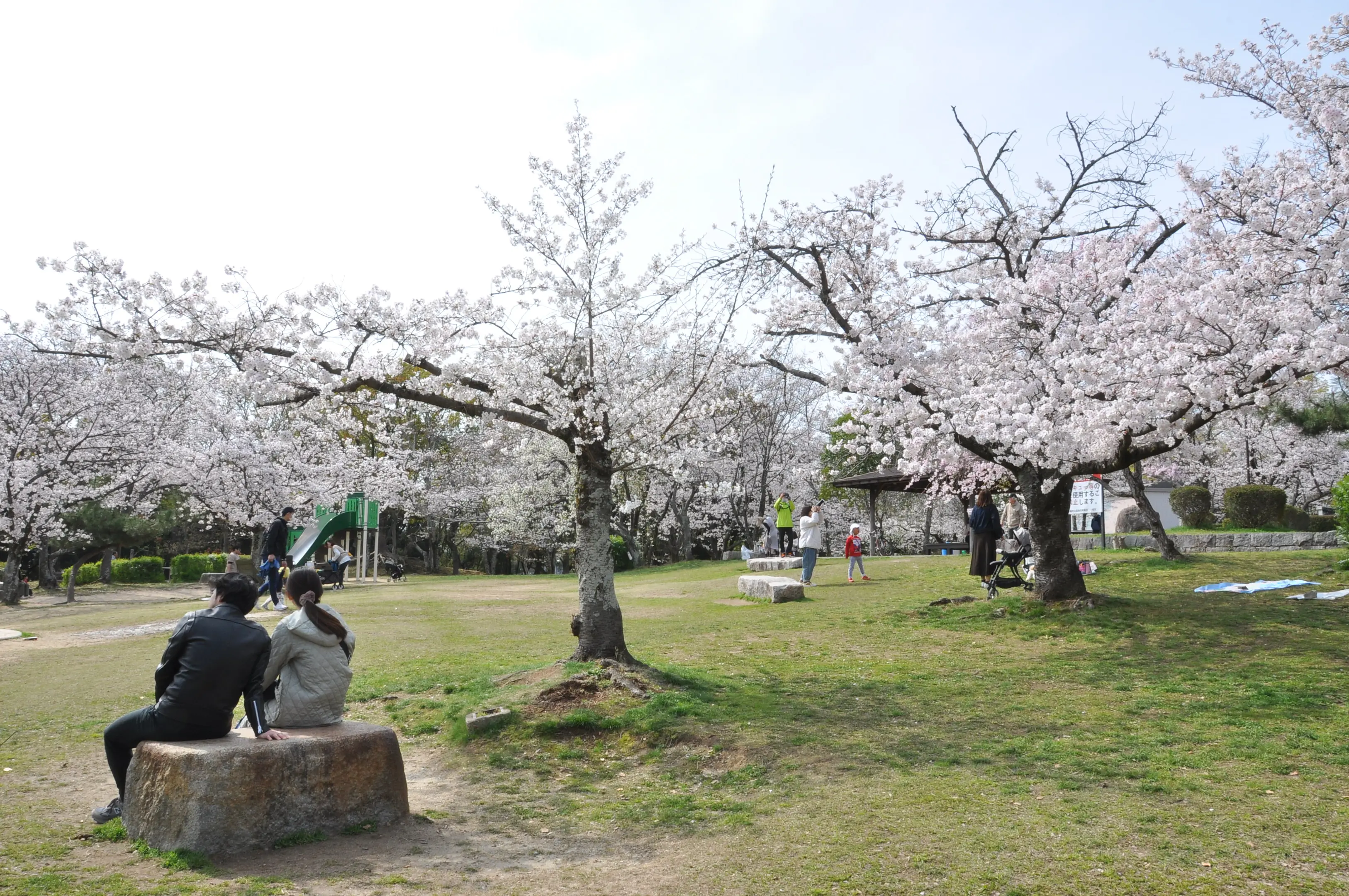 さくら近隣公園2.JPG