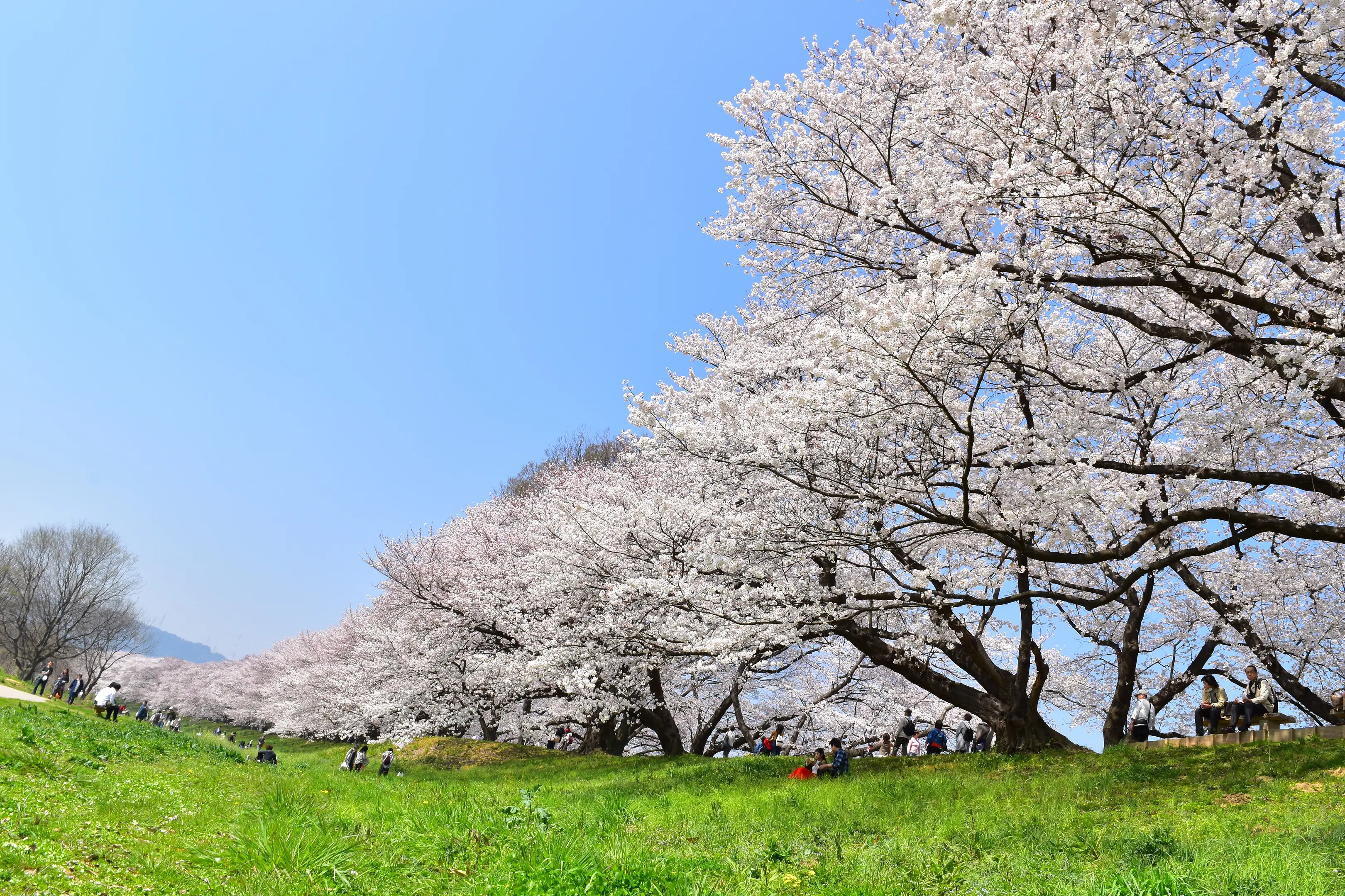【レビューで送料無料】 淀川河川公園「背割堤地区」 京都府観光連盟 | スポット一覧 | 人文