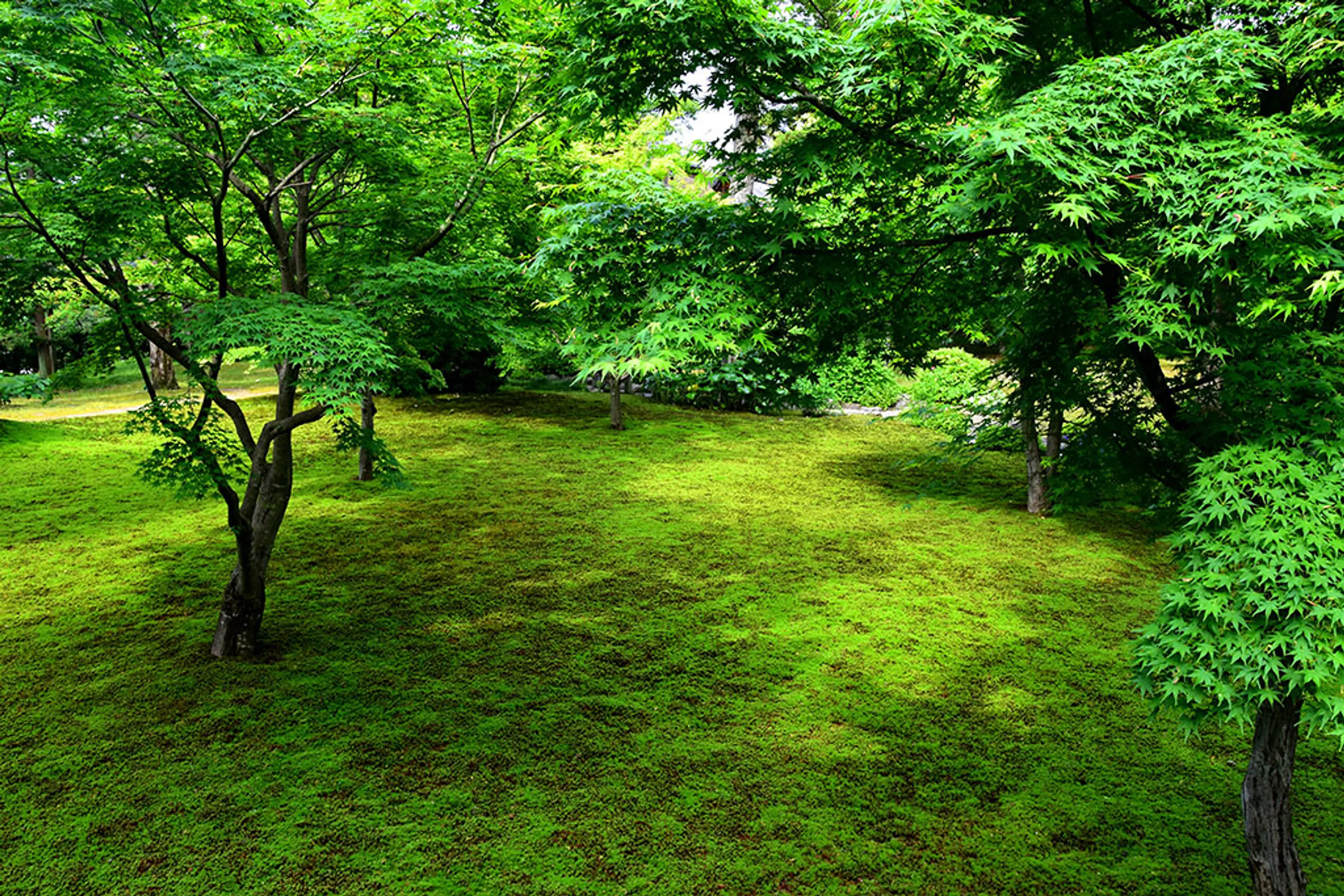 【城南宮】青もみじ