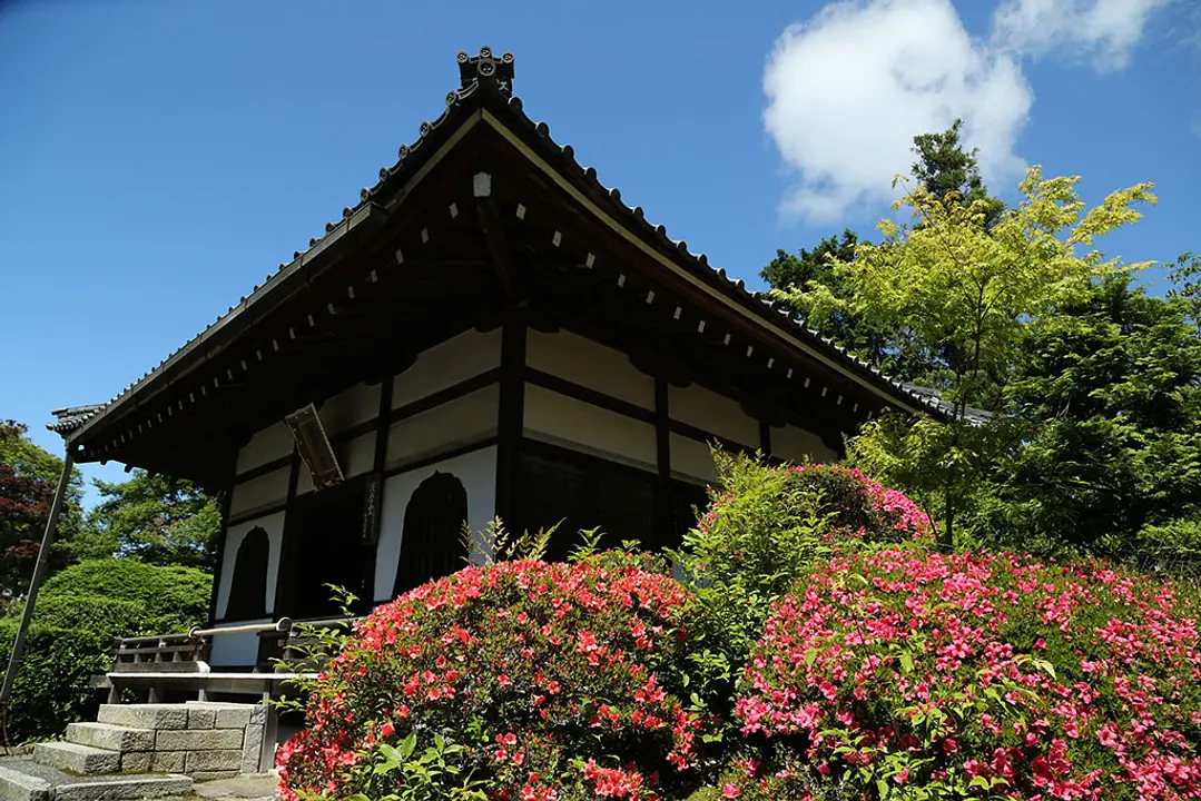 【善峯寺】さつき