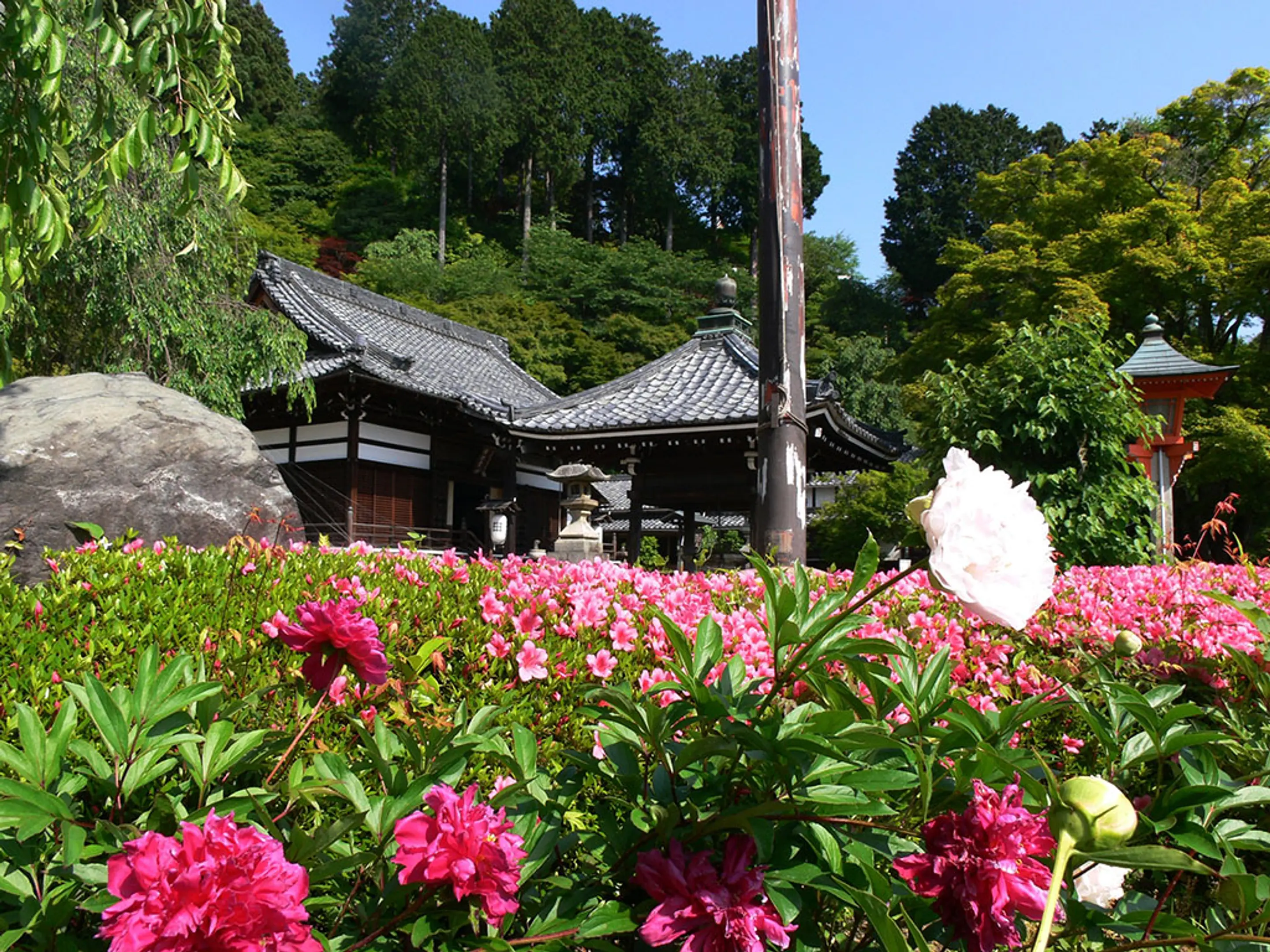 【善峯寺】さつき