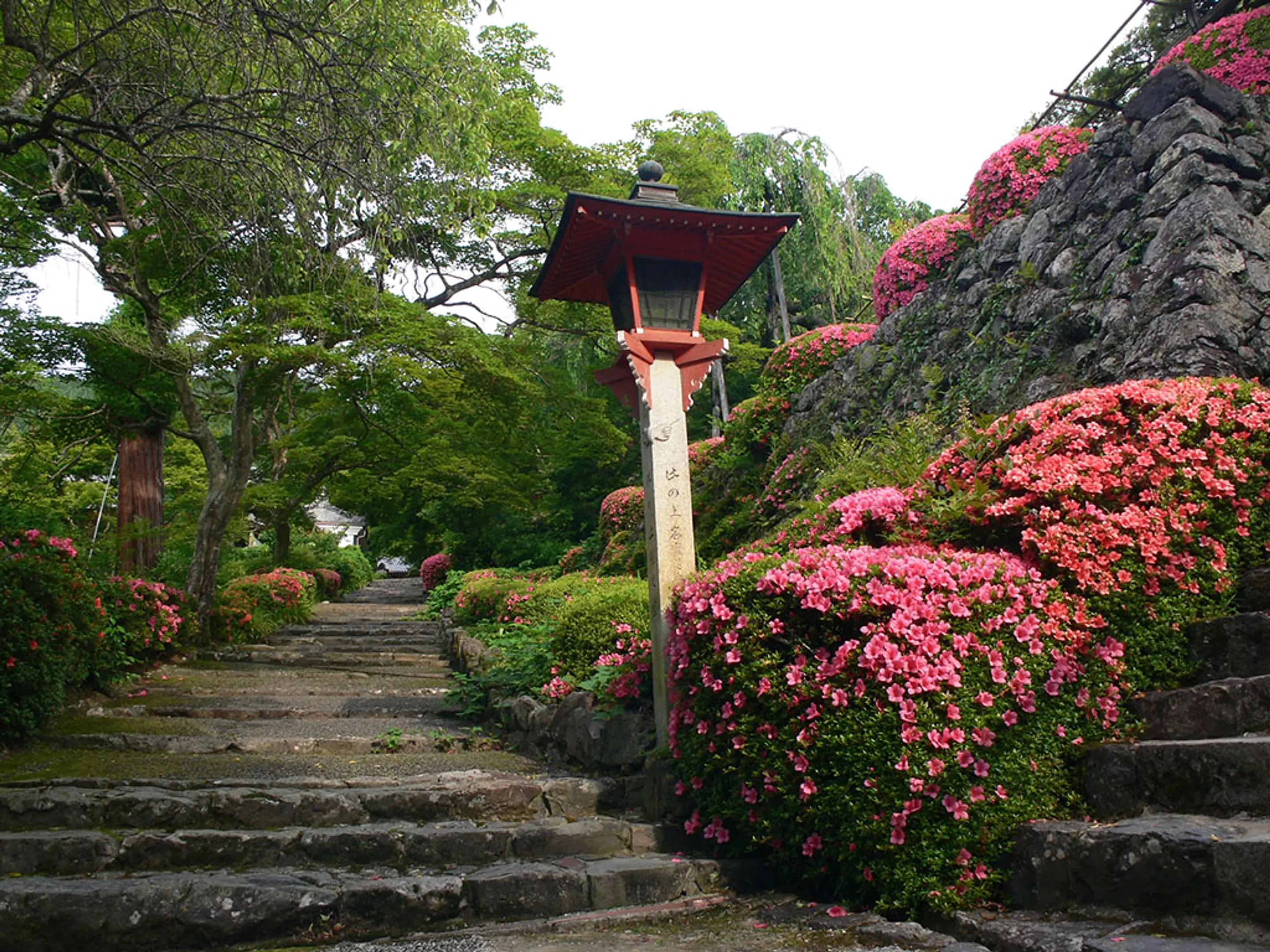 【善峯寺】さつき