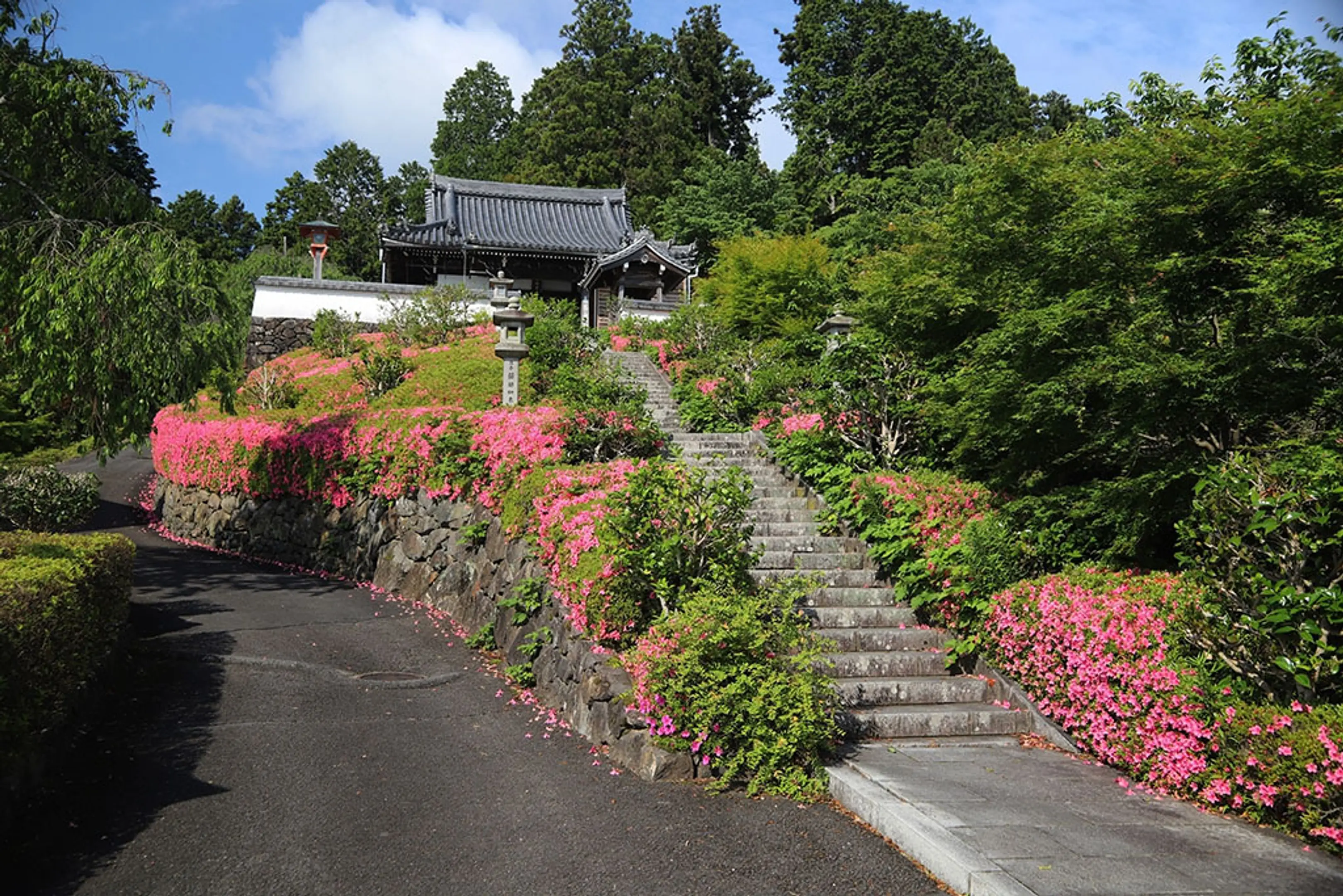 【善峯寺】さつき