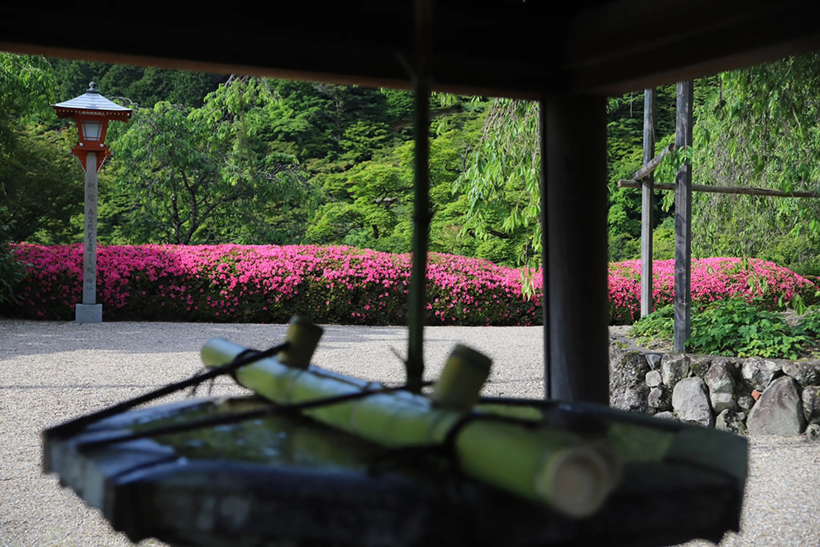 【善峯寺】さつき
