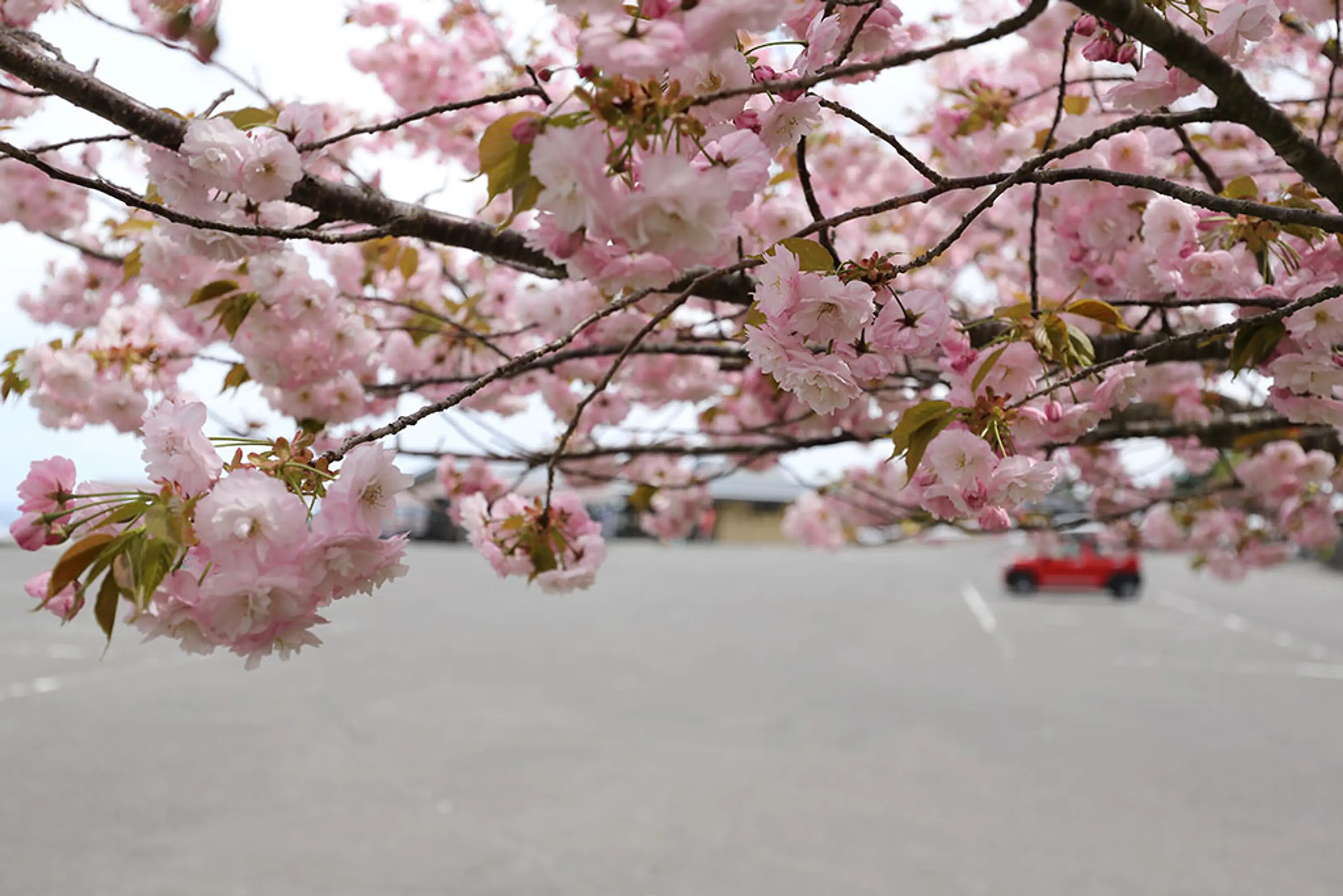 【奥比叡ドライブウェイ】桜