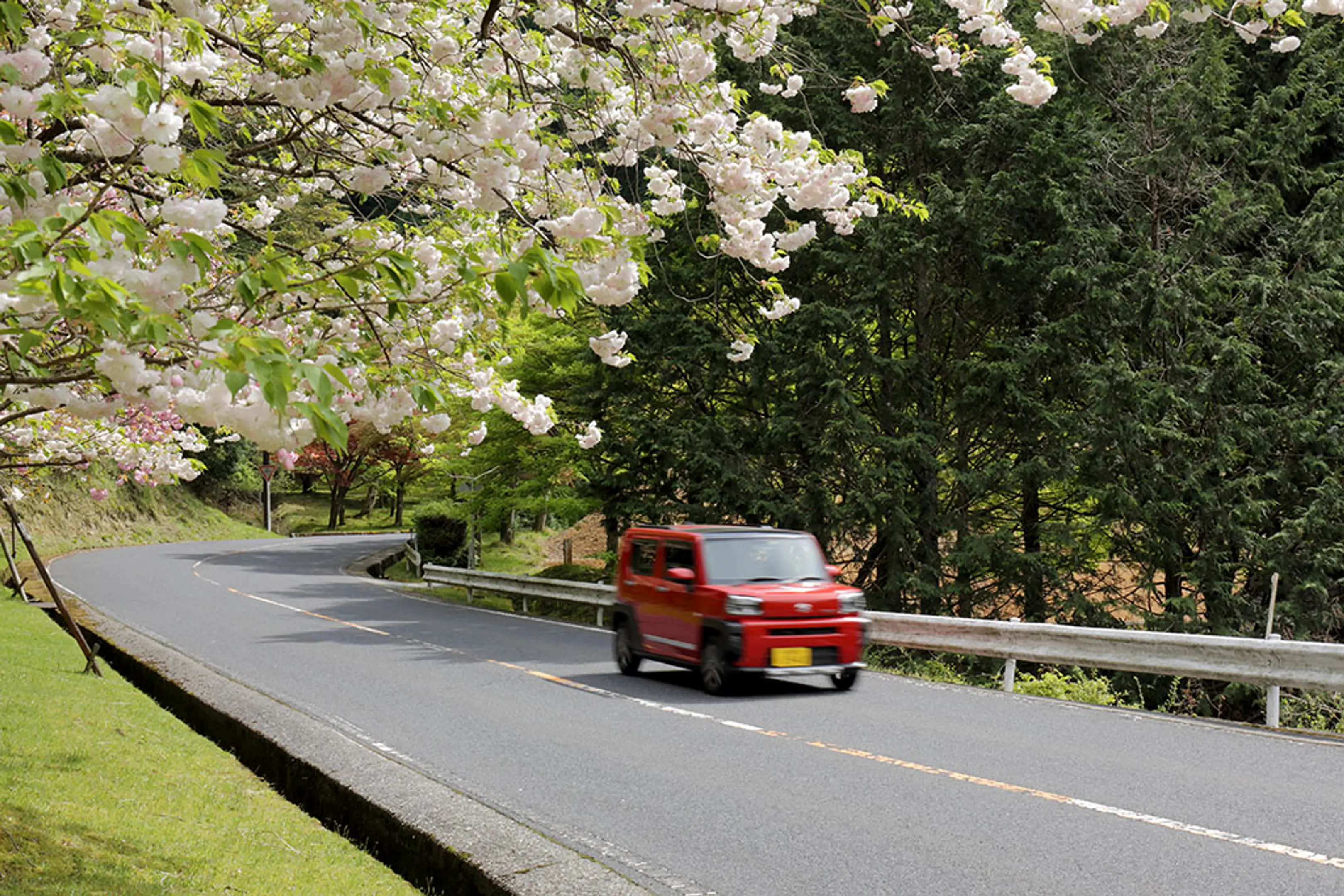 【奥比叡ドライブウェイ】桜