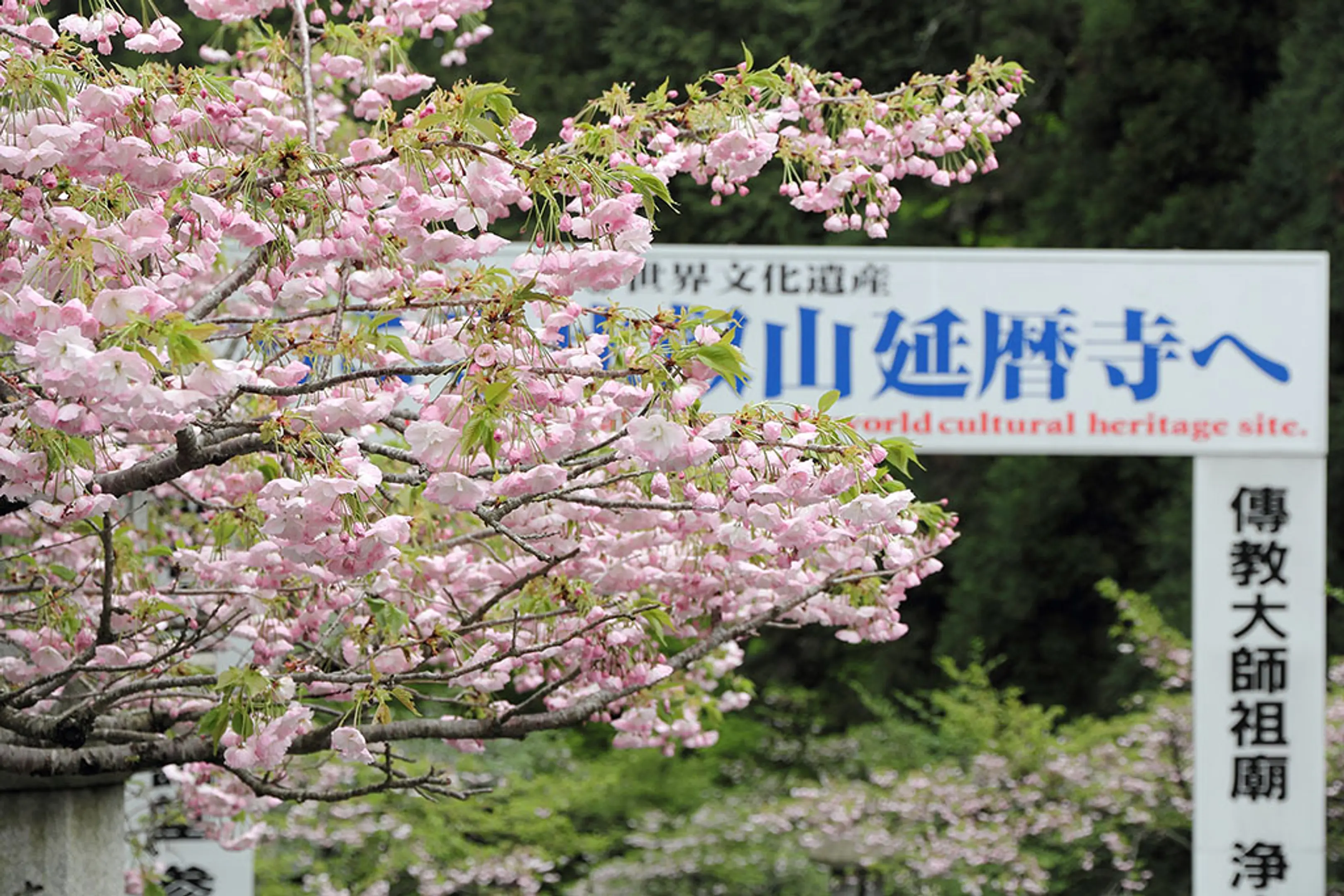 【奥比叡ドライブウェイ】桜