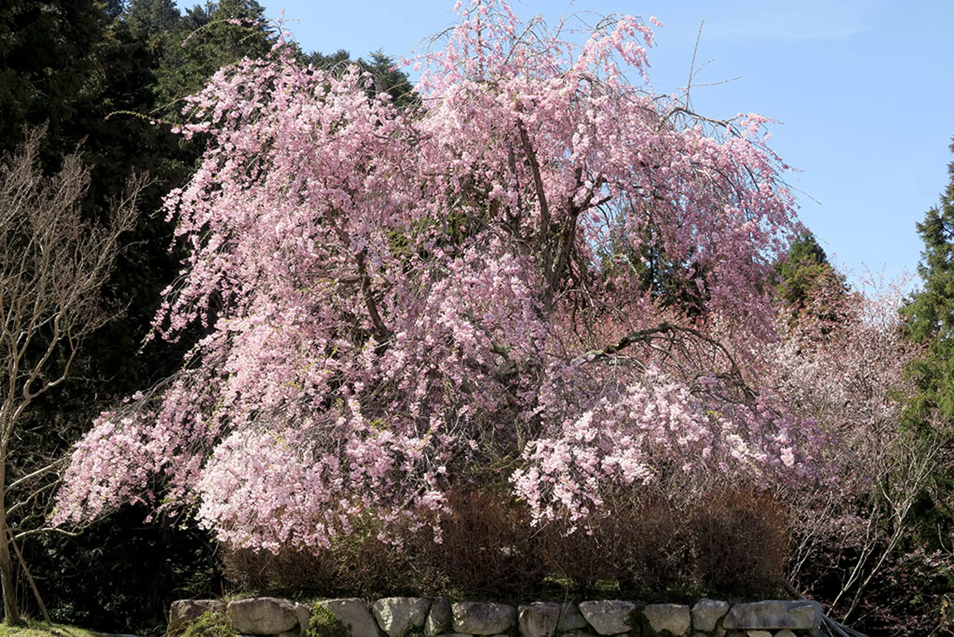 【奥比叡ドライブウェイ】桜