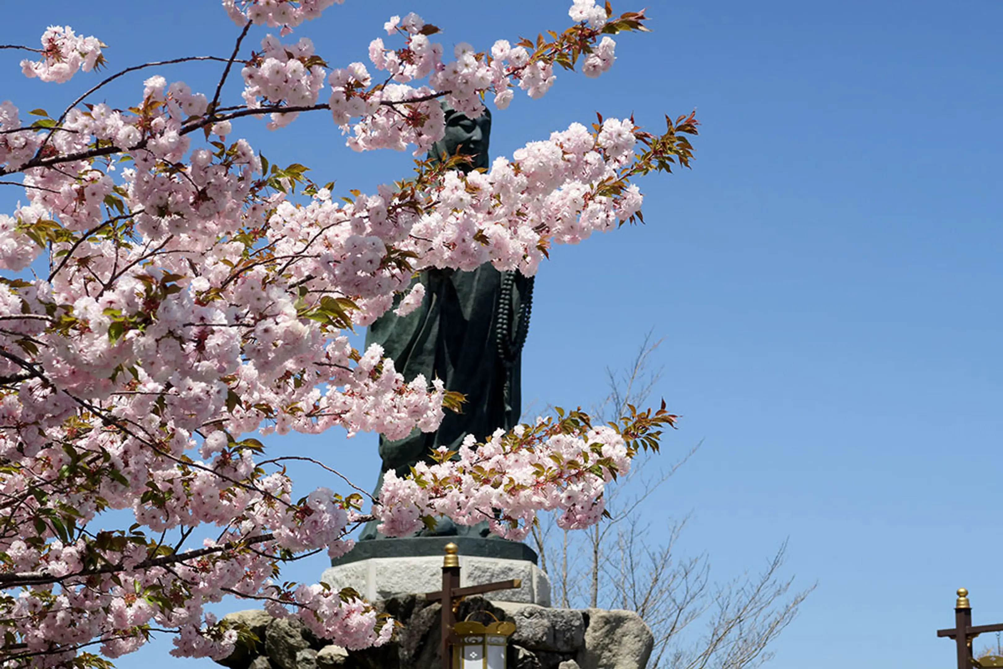 【奥比叡ドライブウェイ】桜