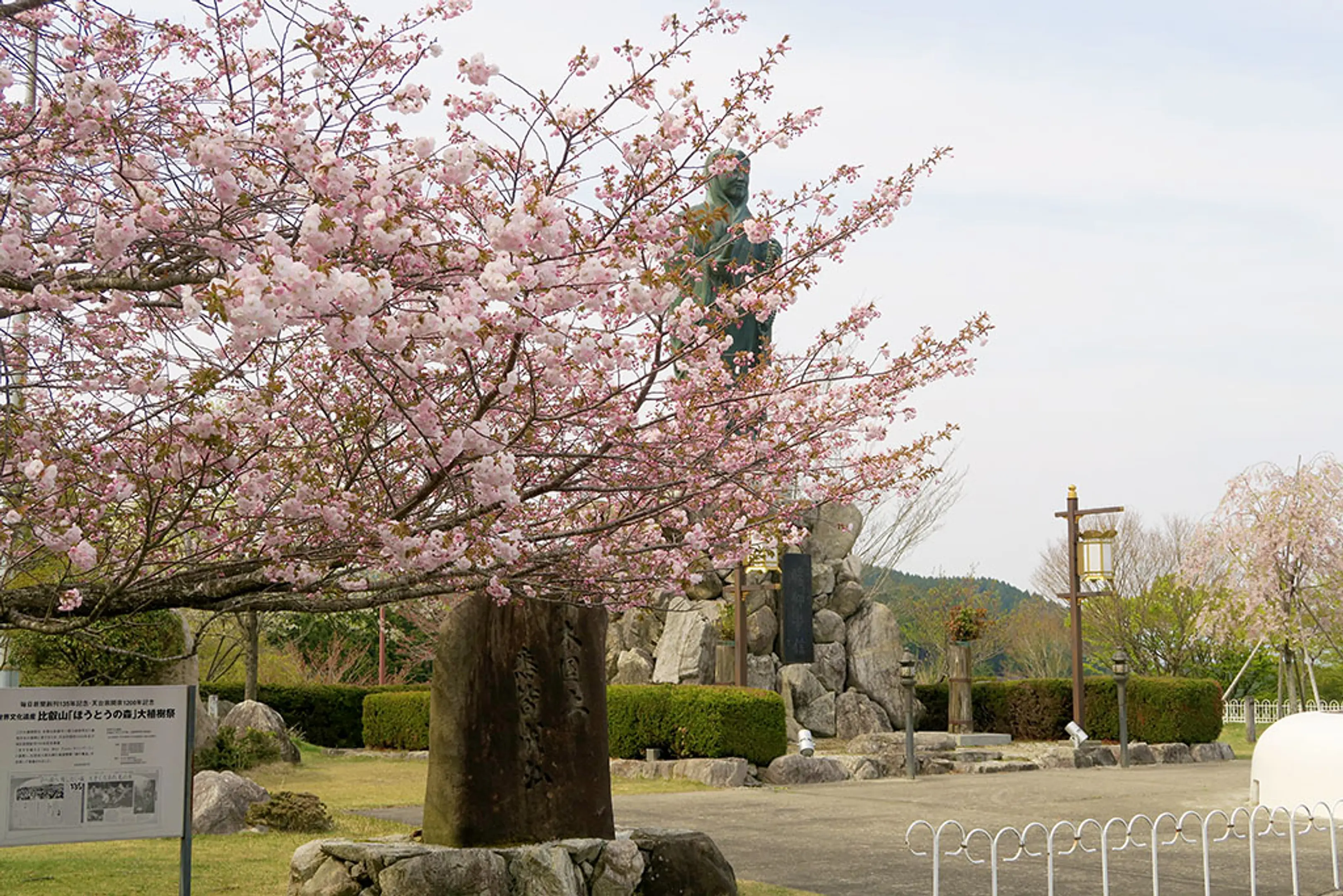 【奥比叡ドライブウェイ】桜