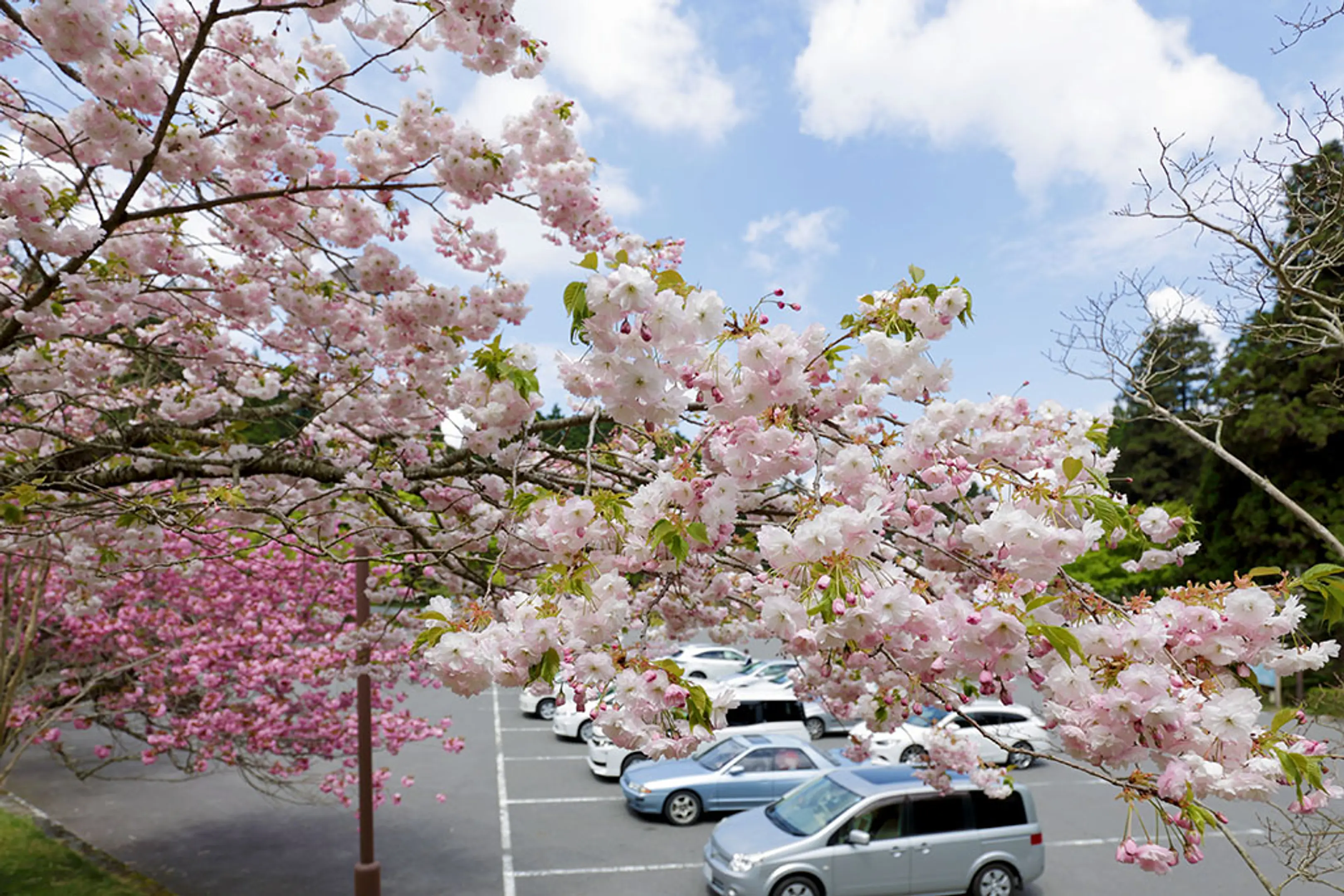 【奥比叡ドライブウェイ】桜