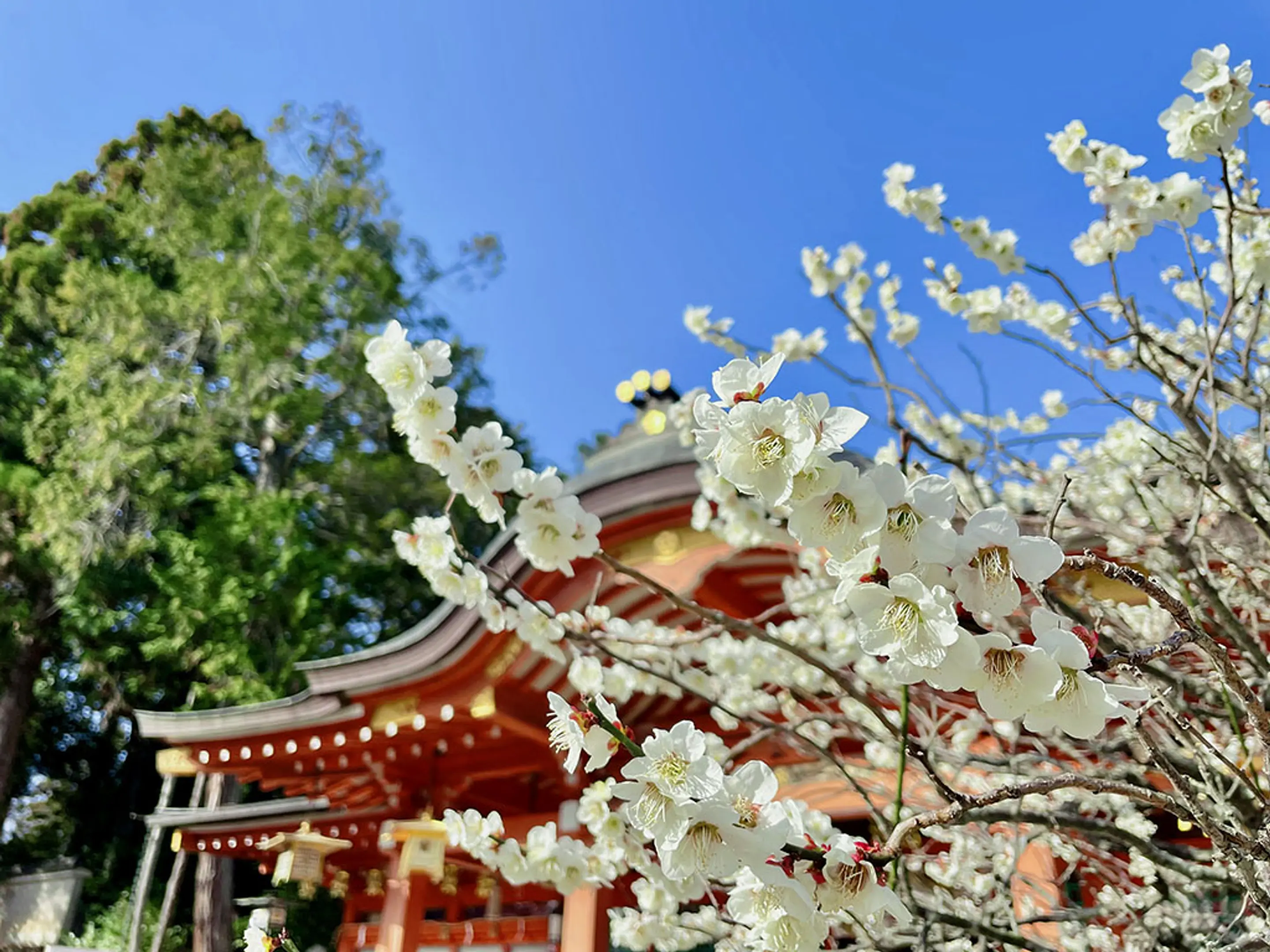 【長岡天満宮】梅