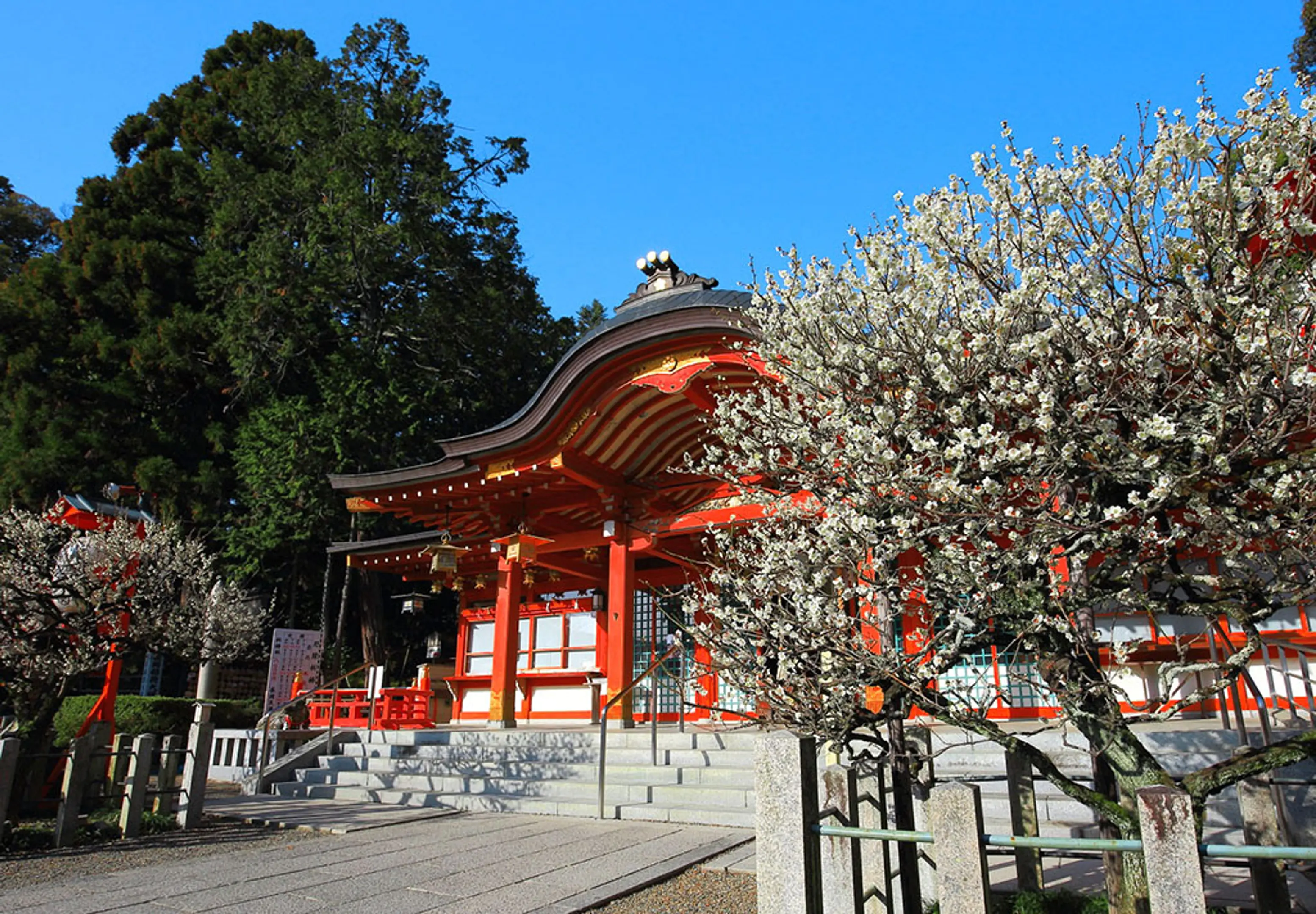 【長岡天満宮】梅