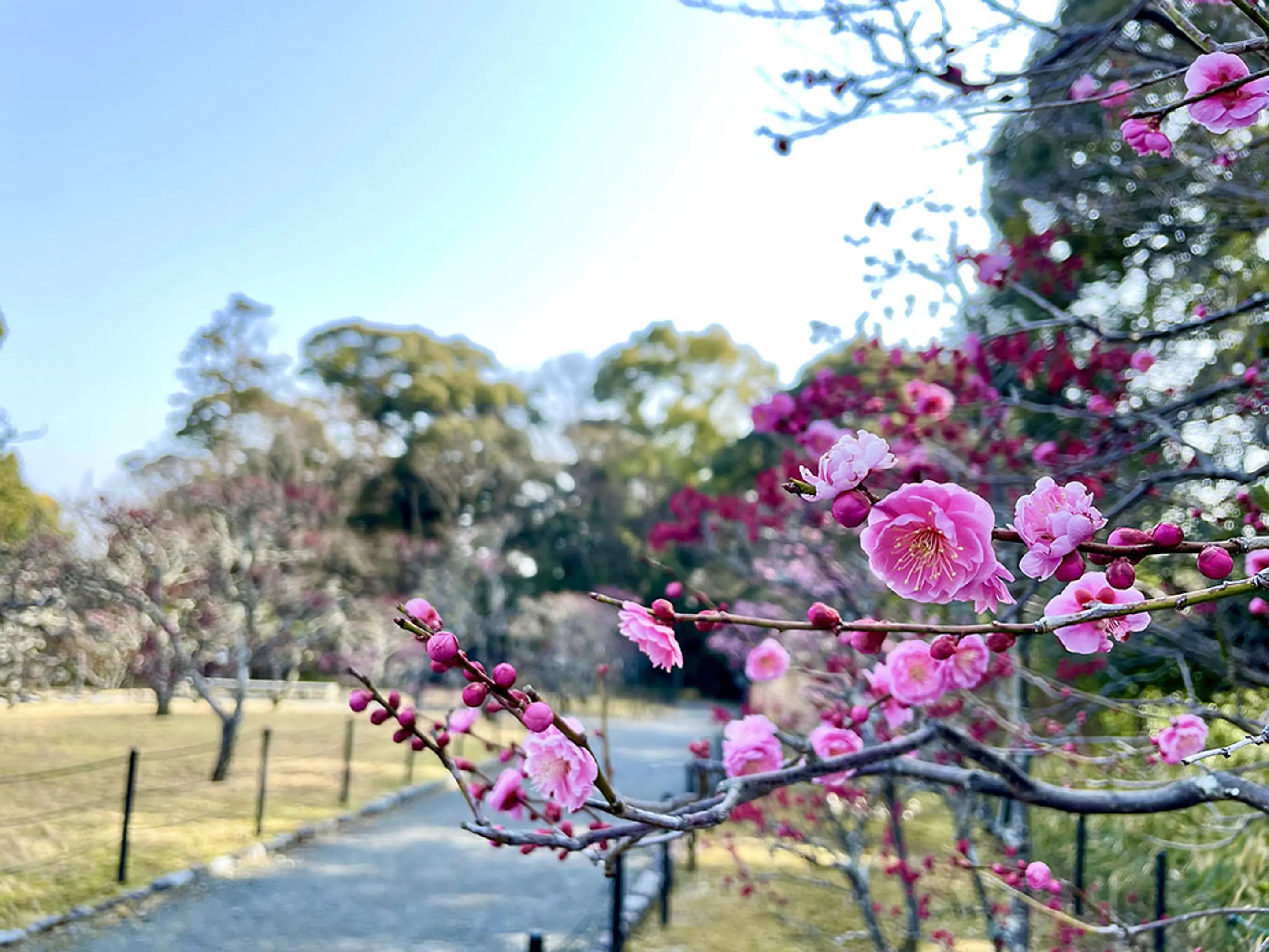 【長岡天満宮】梅