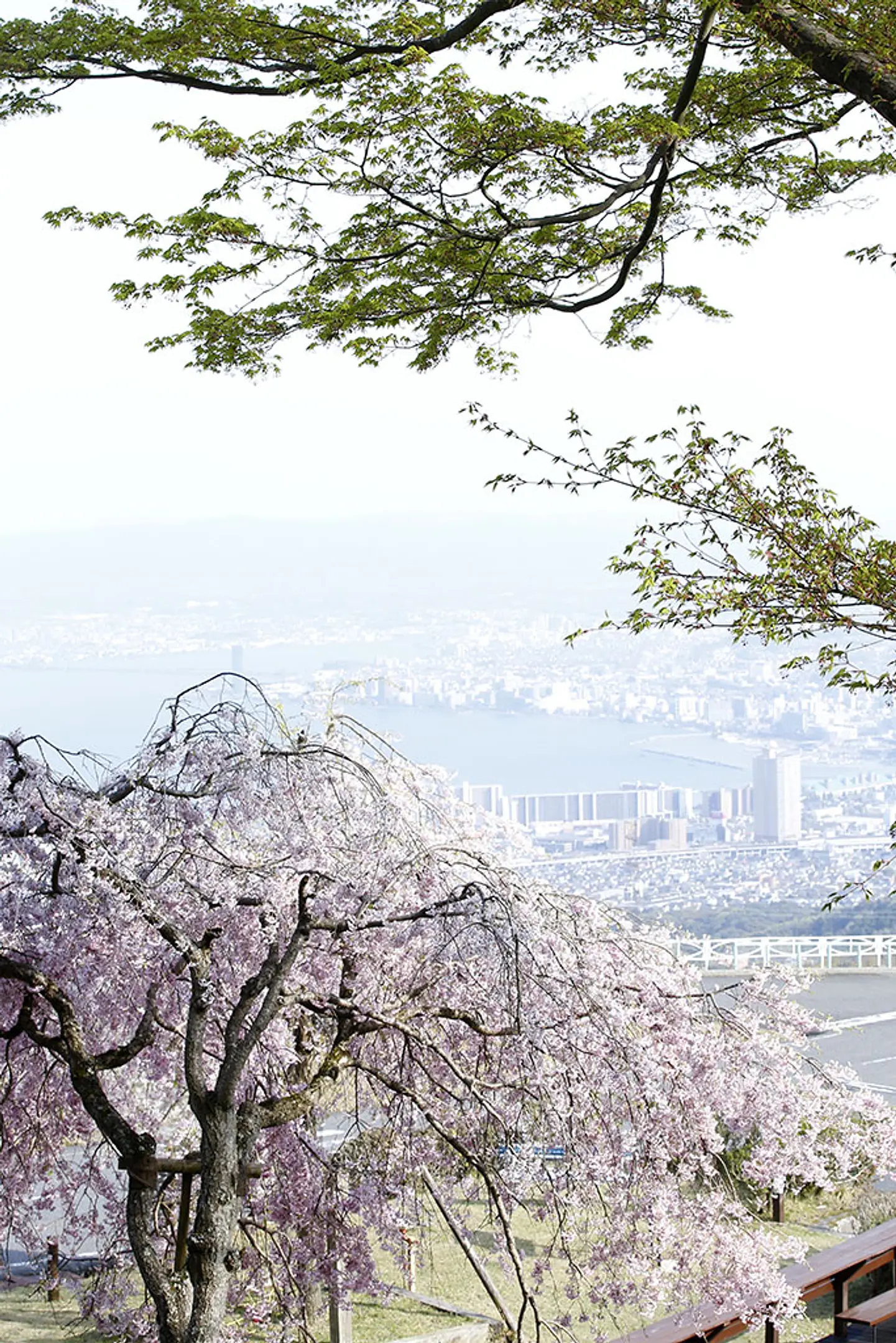 【比叡山ドライブウェイ】桜