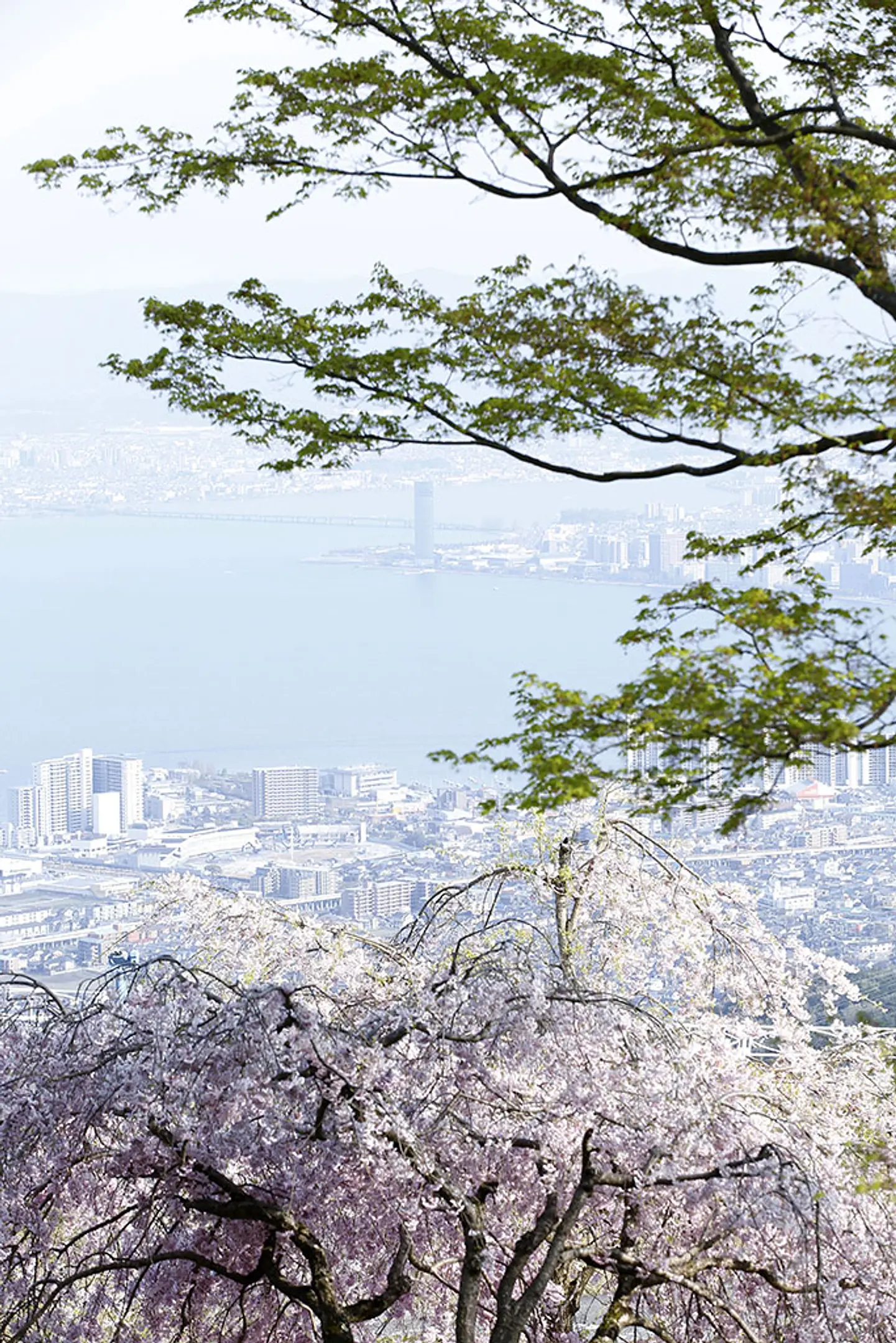 【比叡山ドライブウェイ】桜