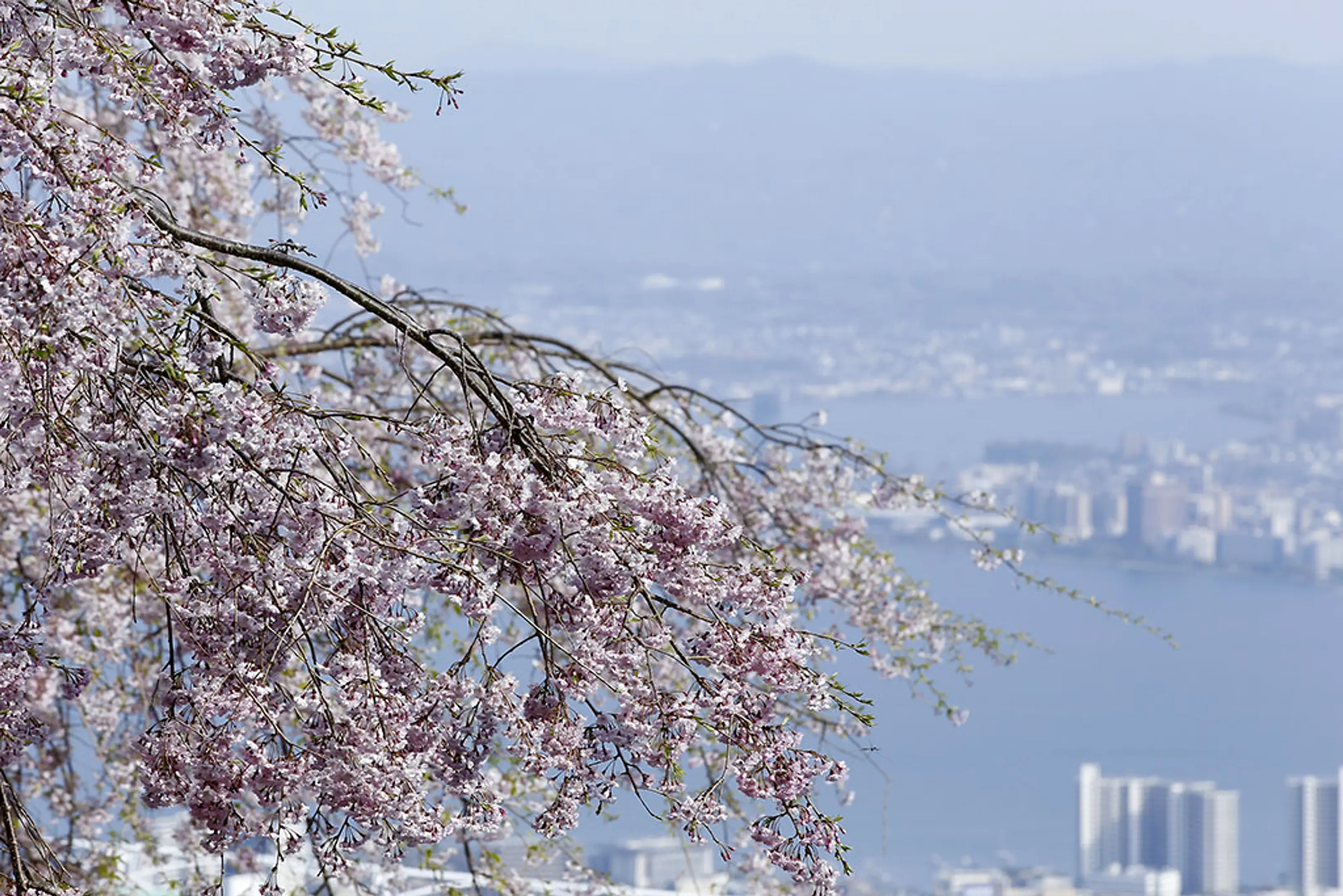 【比叡山ドライブウェイ】桜