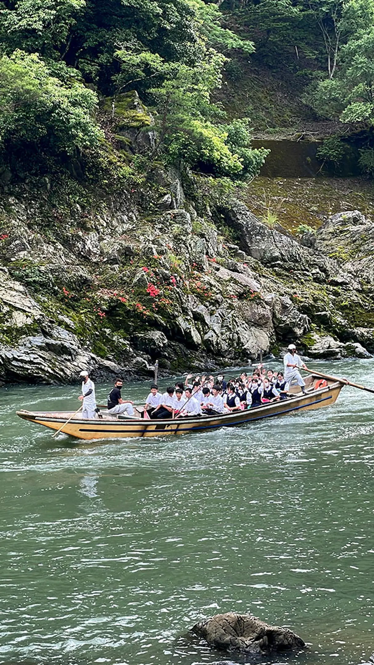 【保津峡】岩つつじ