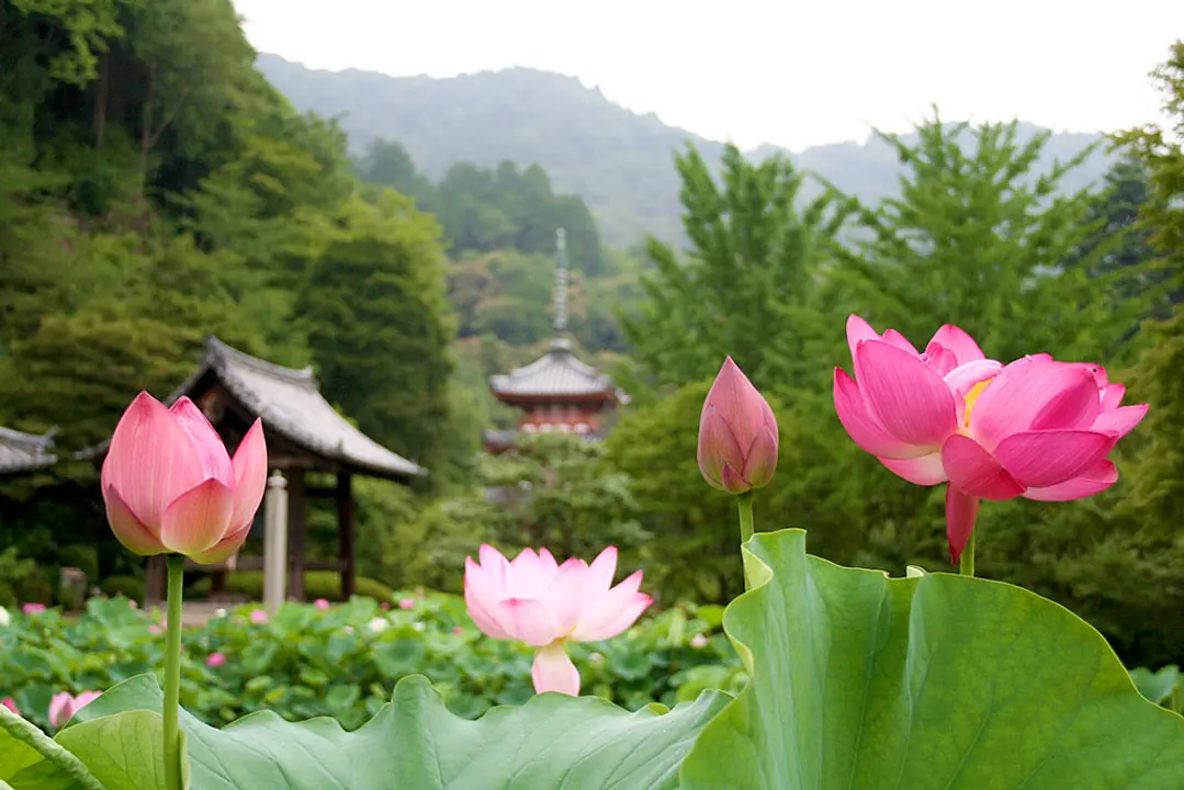 【三室戸寺】ハス
