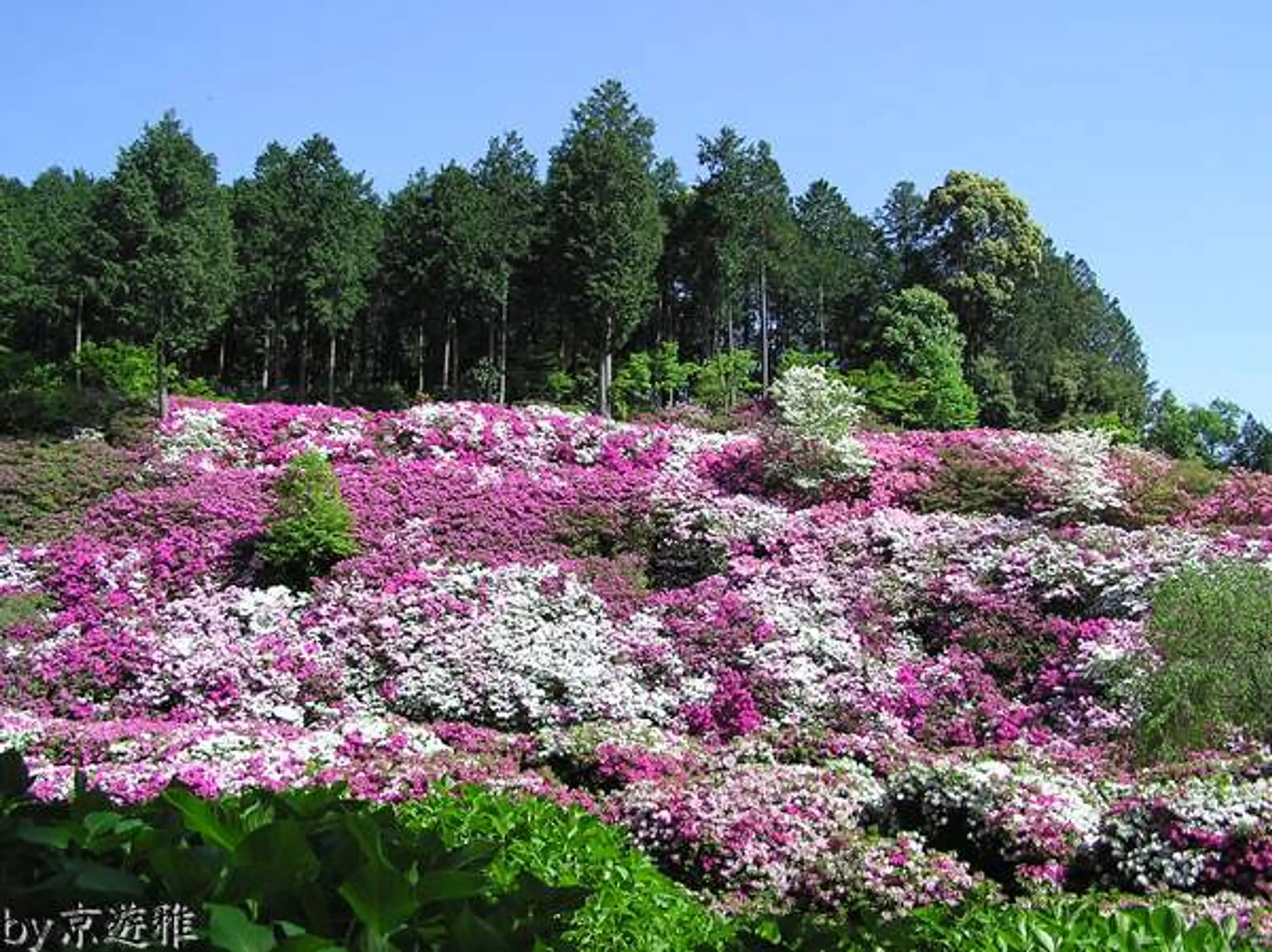 【三室戸寺】平戸つつじ