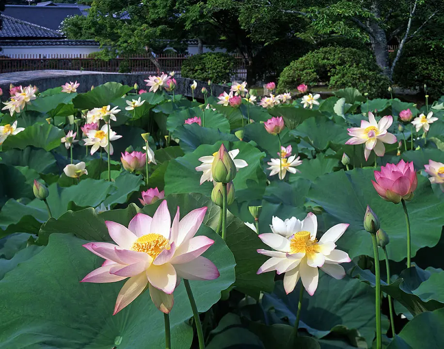 【天龍寺】ハス