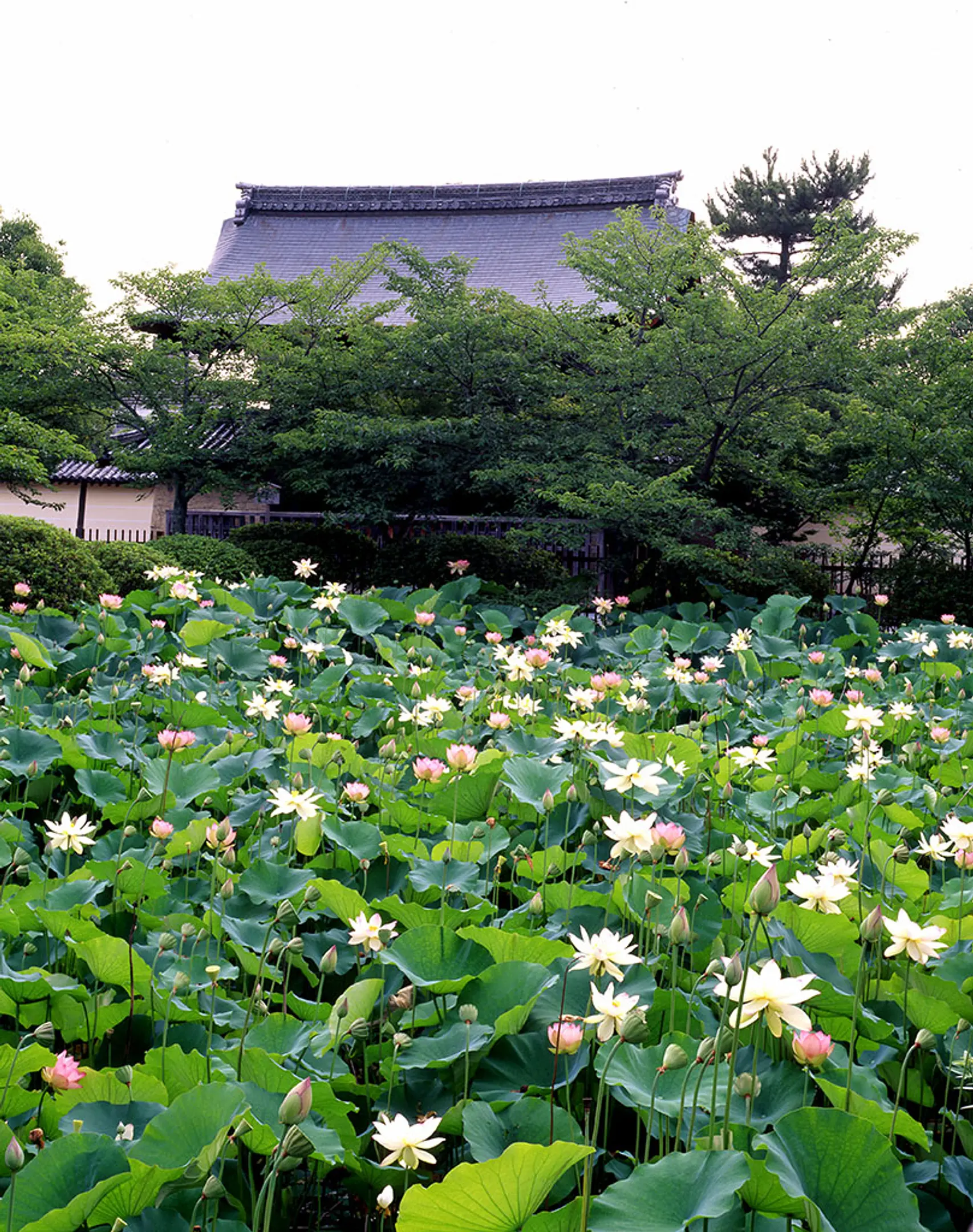 【天龍寺】ハス