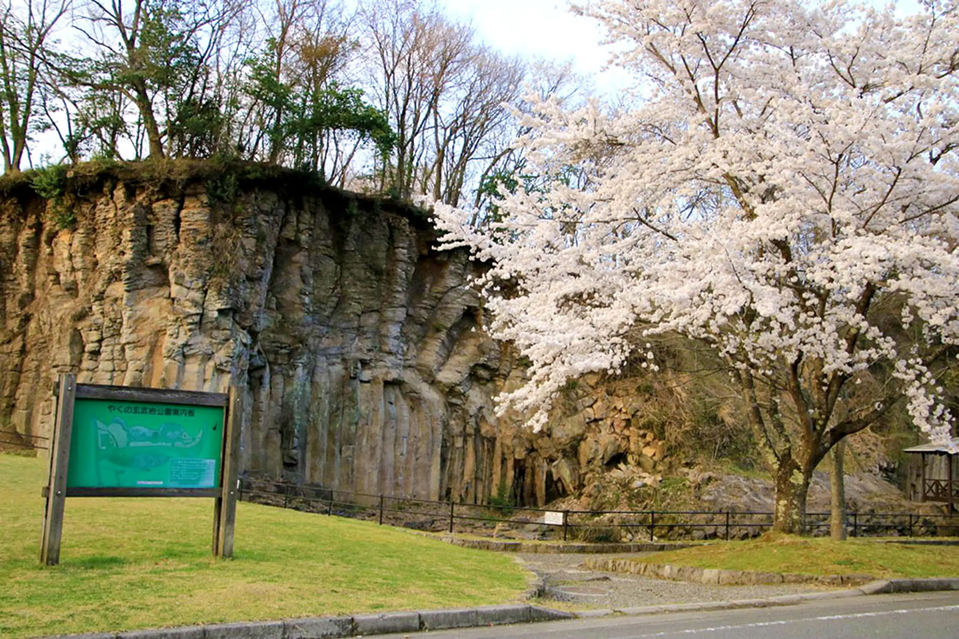 【やくの玄武岩公園】桜