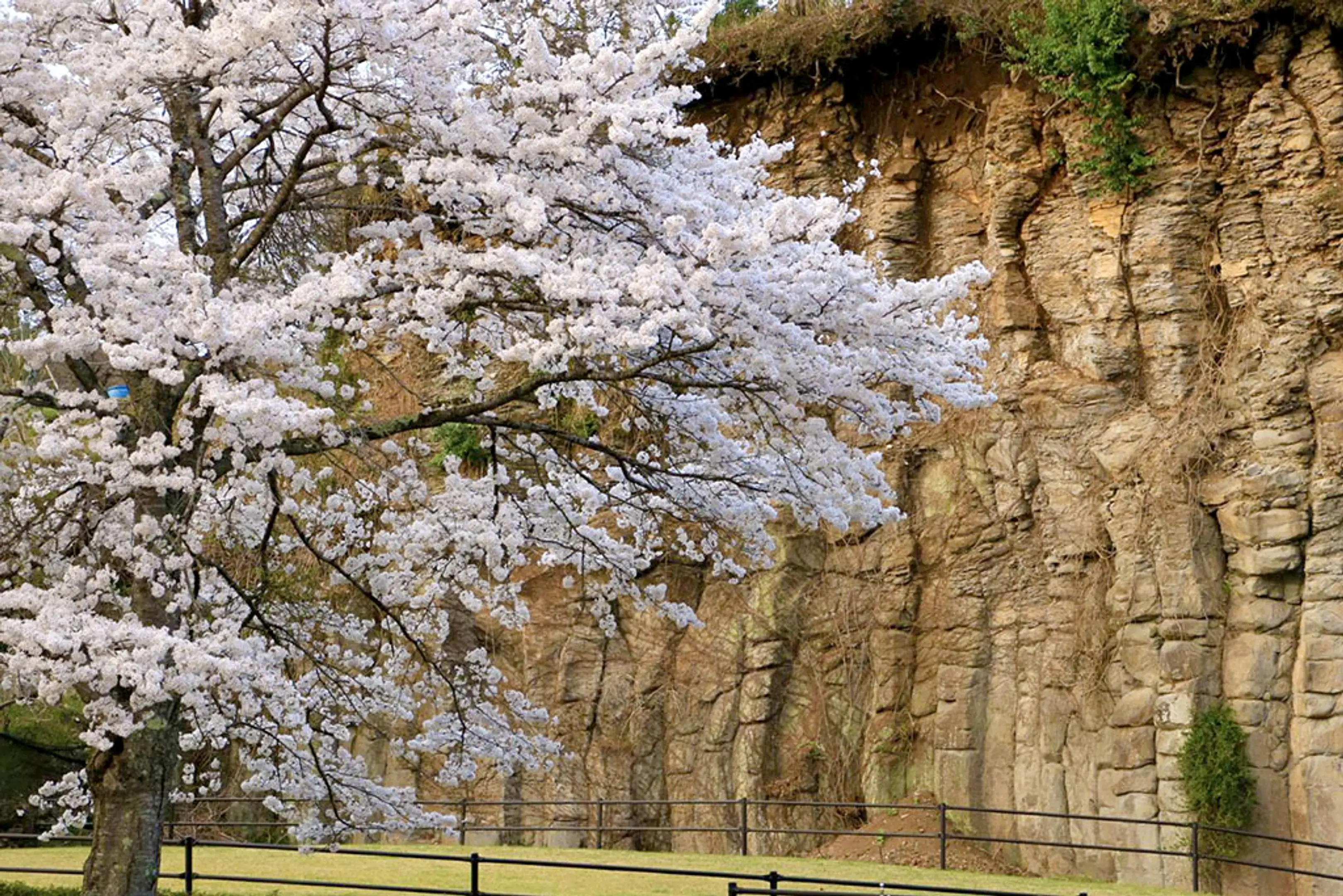 【やくの玄武岩公園】桜