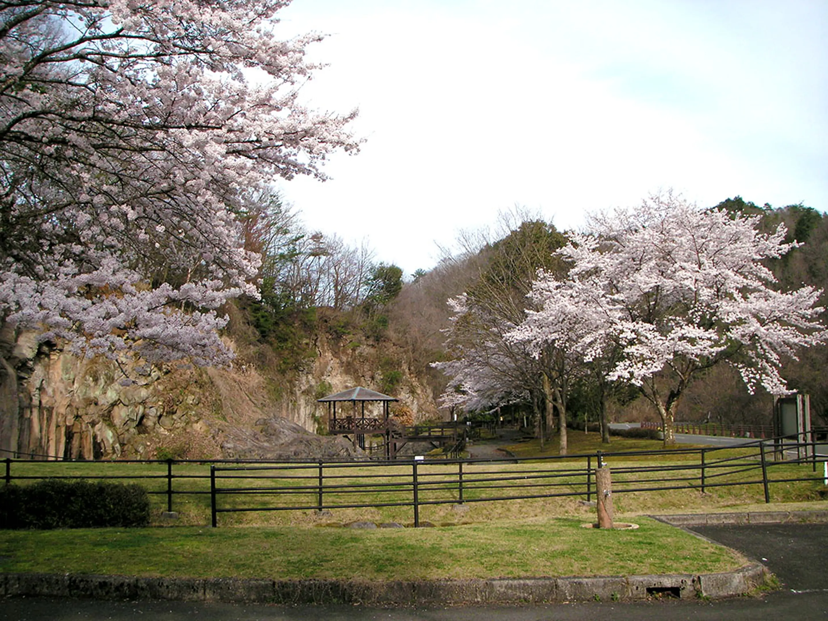 【やくの玄武岩公園】桜