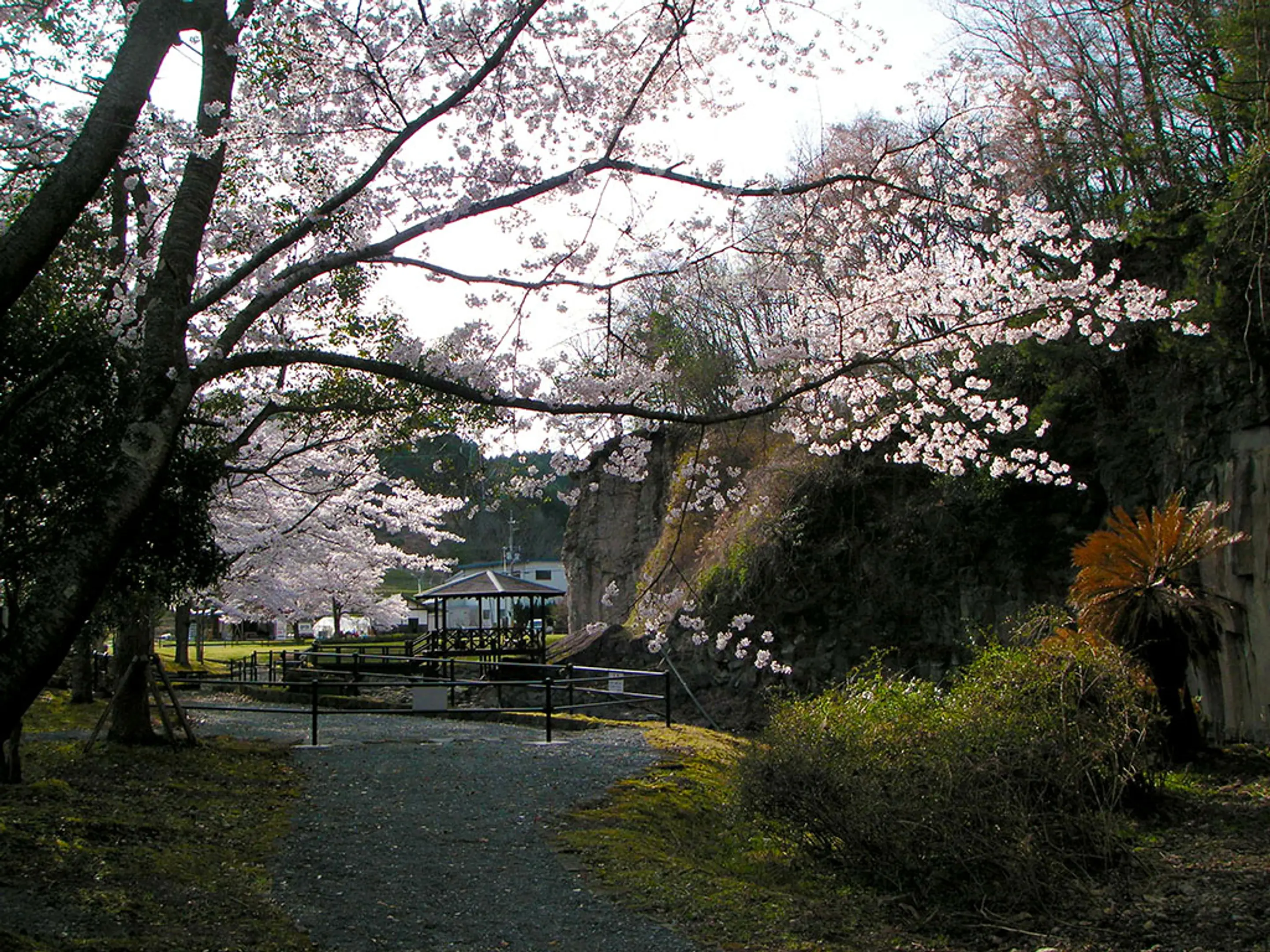 【やくの玄武岩公園】桜